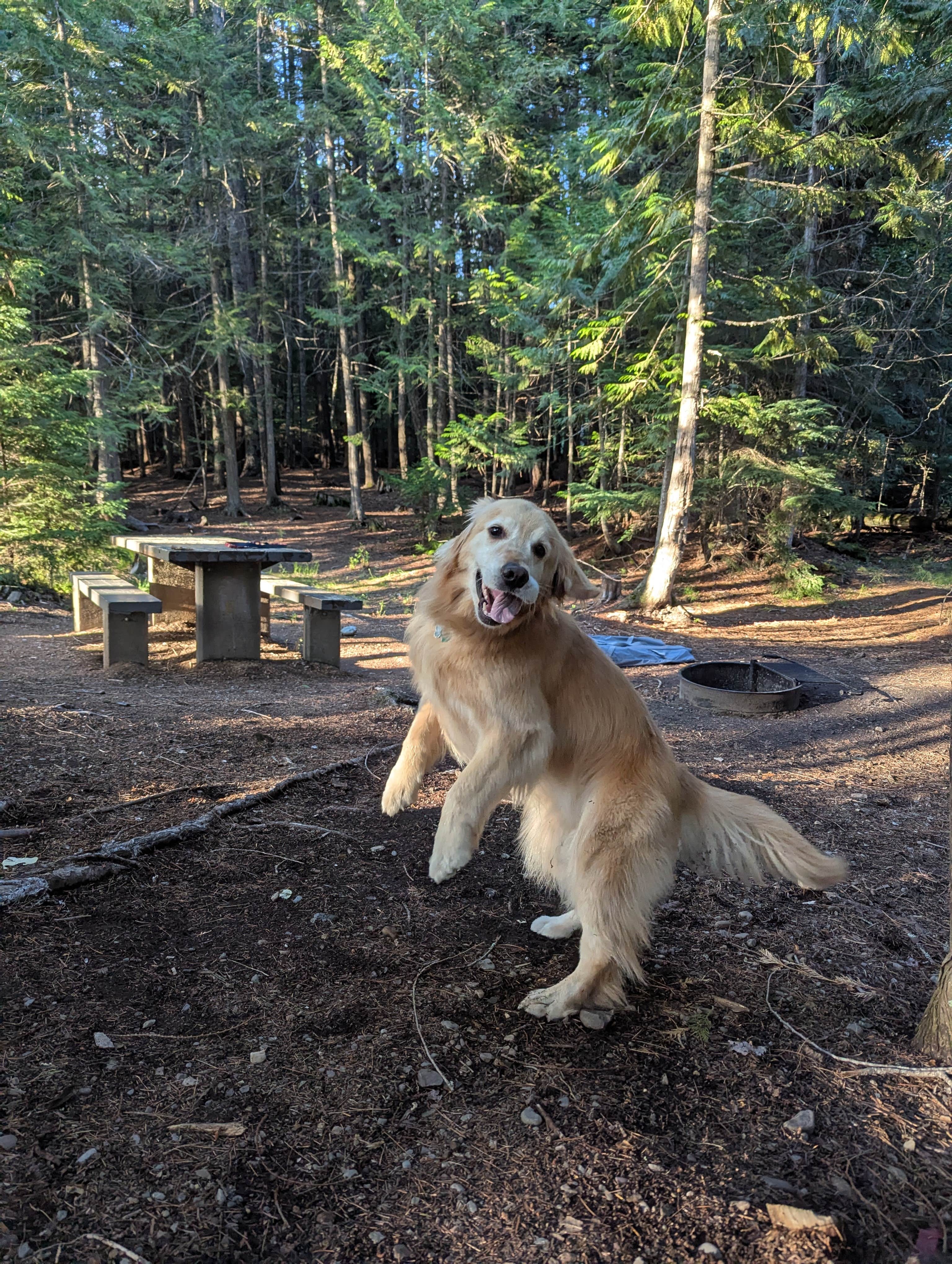 Camper submitted image from Dorr Skeels Campground - 1