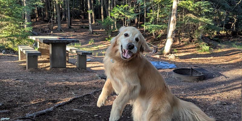 Camper submitted image from Dorr Skeels Campground