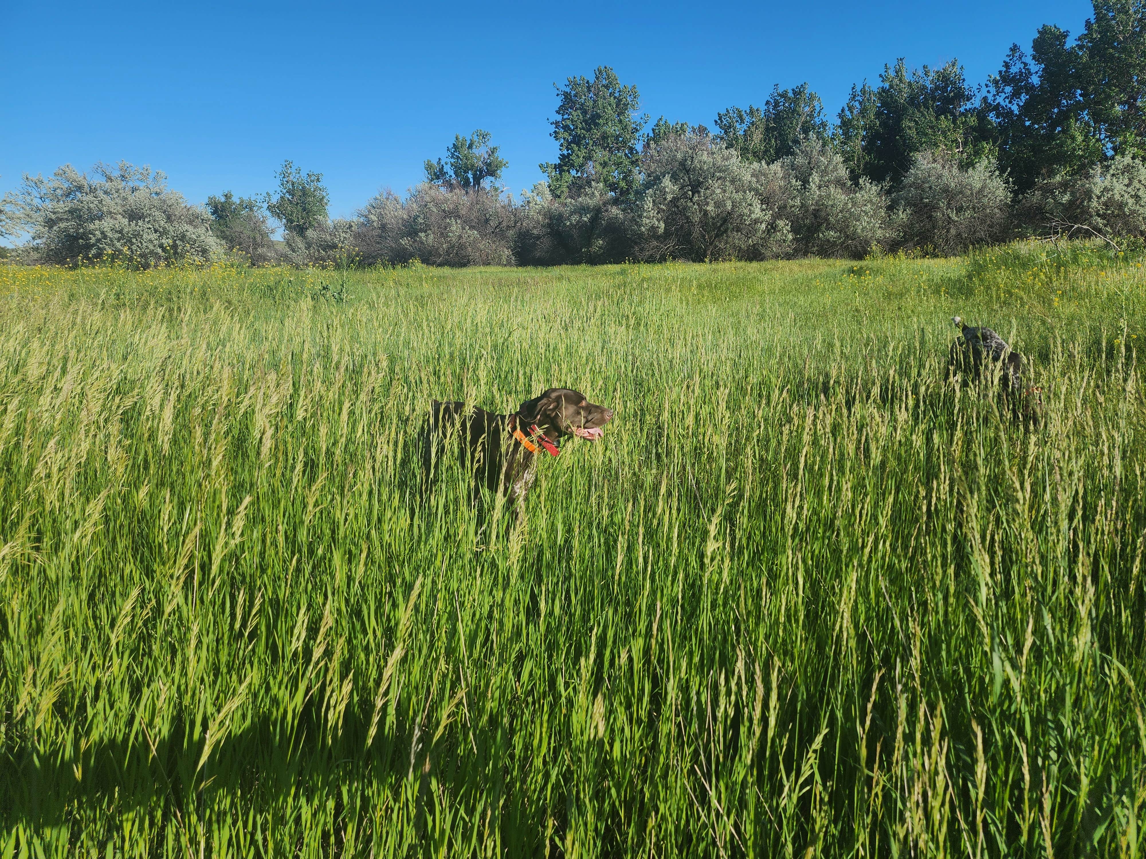 Camper-submitted photo at Far West Fishing Access Site near Colstrip, MT