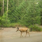 Review photo of Fish Creek Campground — Glacier National Park by Starseed P., January 31, 2025