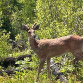Review photo of Fish Creek Campground — Glacier National Park by StaceeQ  Q., June 20, 2025