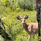 Review photo of Fish Creek Campground — Glacier National Park by StaceeQ  Q., June 20, 2025