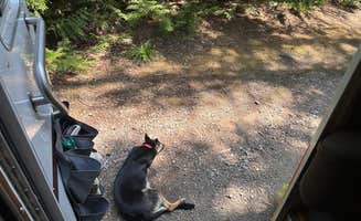 StaceeQ  Q.'s photo of camping with pets at Fish Creek Campground — Glacier National Park near Glacier National Park