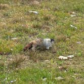 Review photo of Fish Creek Campground — Glacier National Park by Lisa M., August 29, 2026
