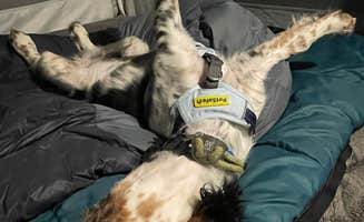 Brodie B.'s photo of camping with pets at Holland Lake Picnic Site near Seeley Lake, MT