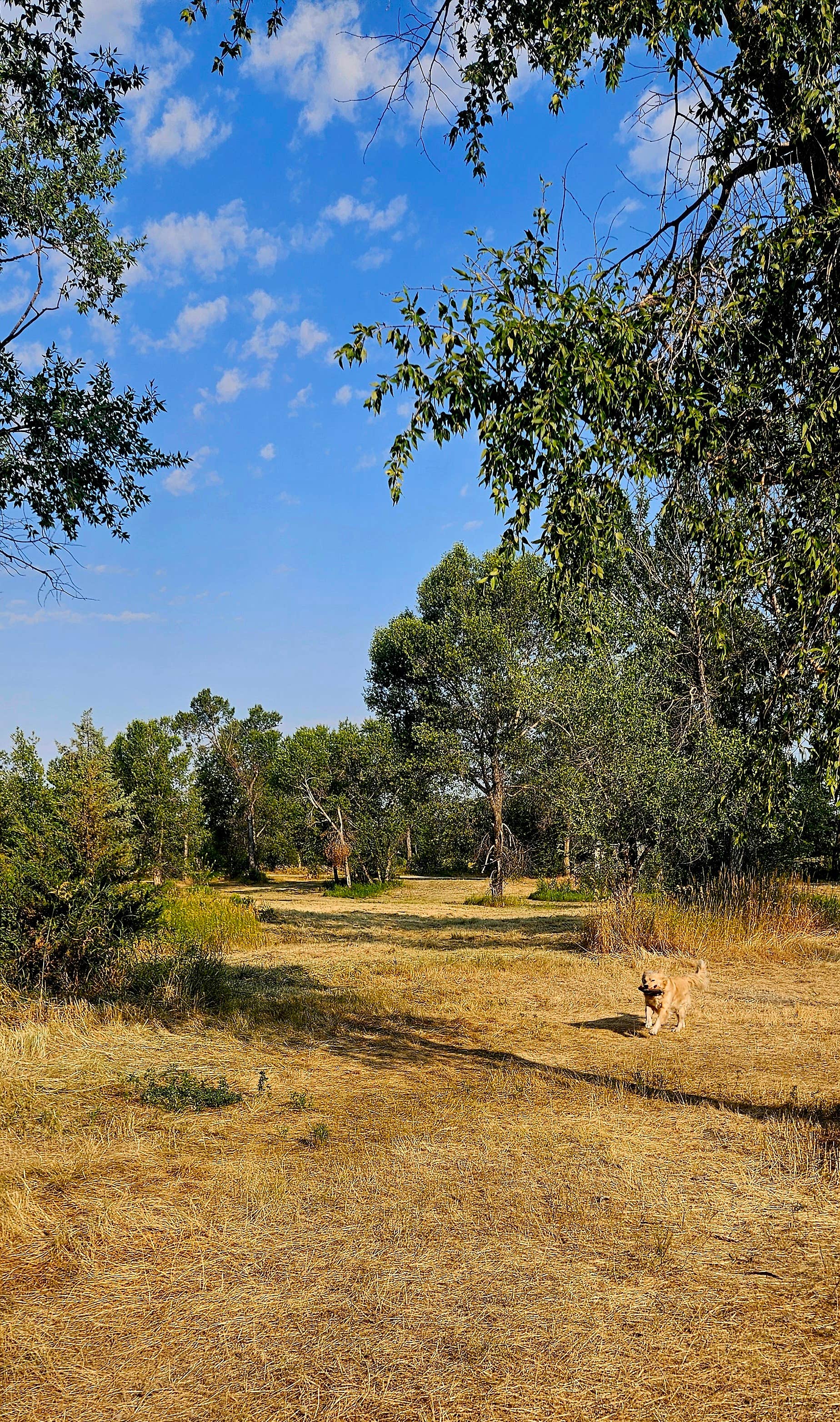 Pallah B.'s photo of camping with pets at Itch-Kep-Pe Park near Greycliff, MT