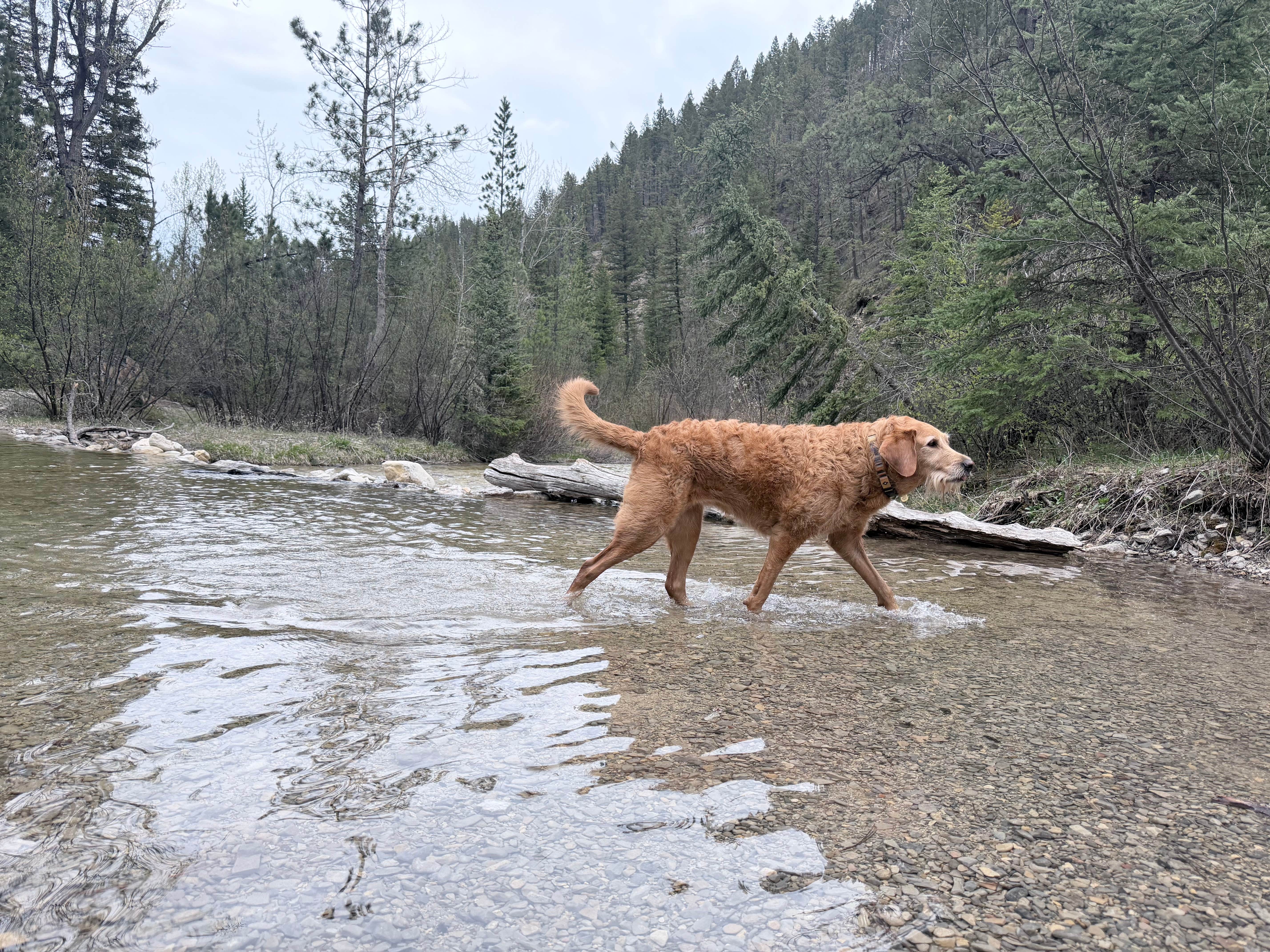 Jensen S.'s photo of camping with pets at Logging Creek near Ulm, MT