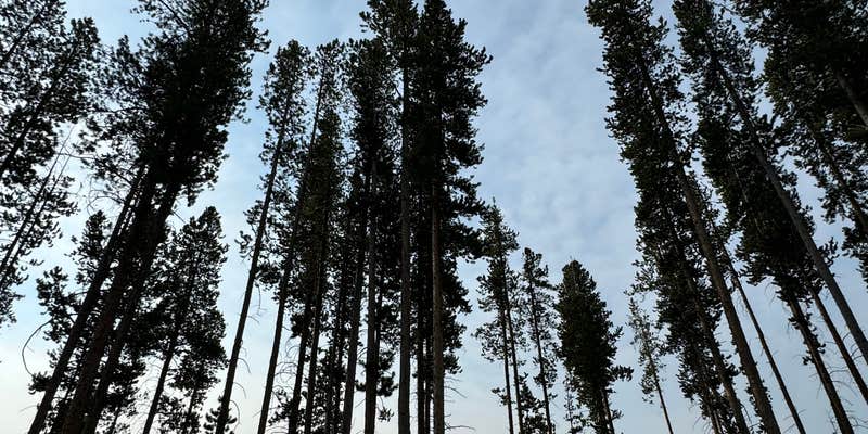 Camper submitted image from Lowland Campground