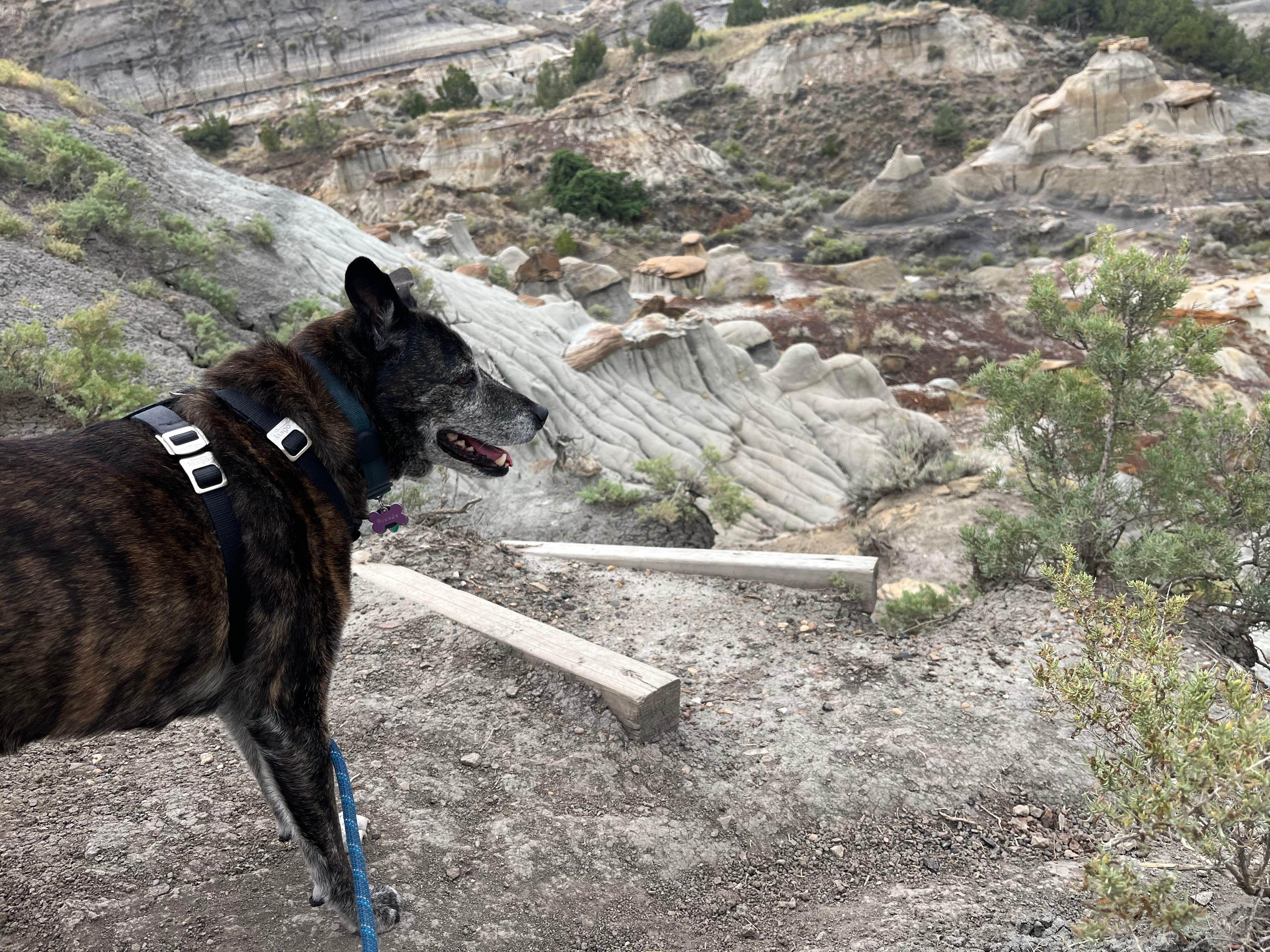 Kevin L.'s photo of camping with pets at Makoshika State Park Campground near Glendive, MT