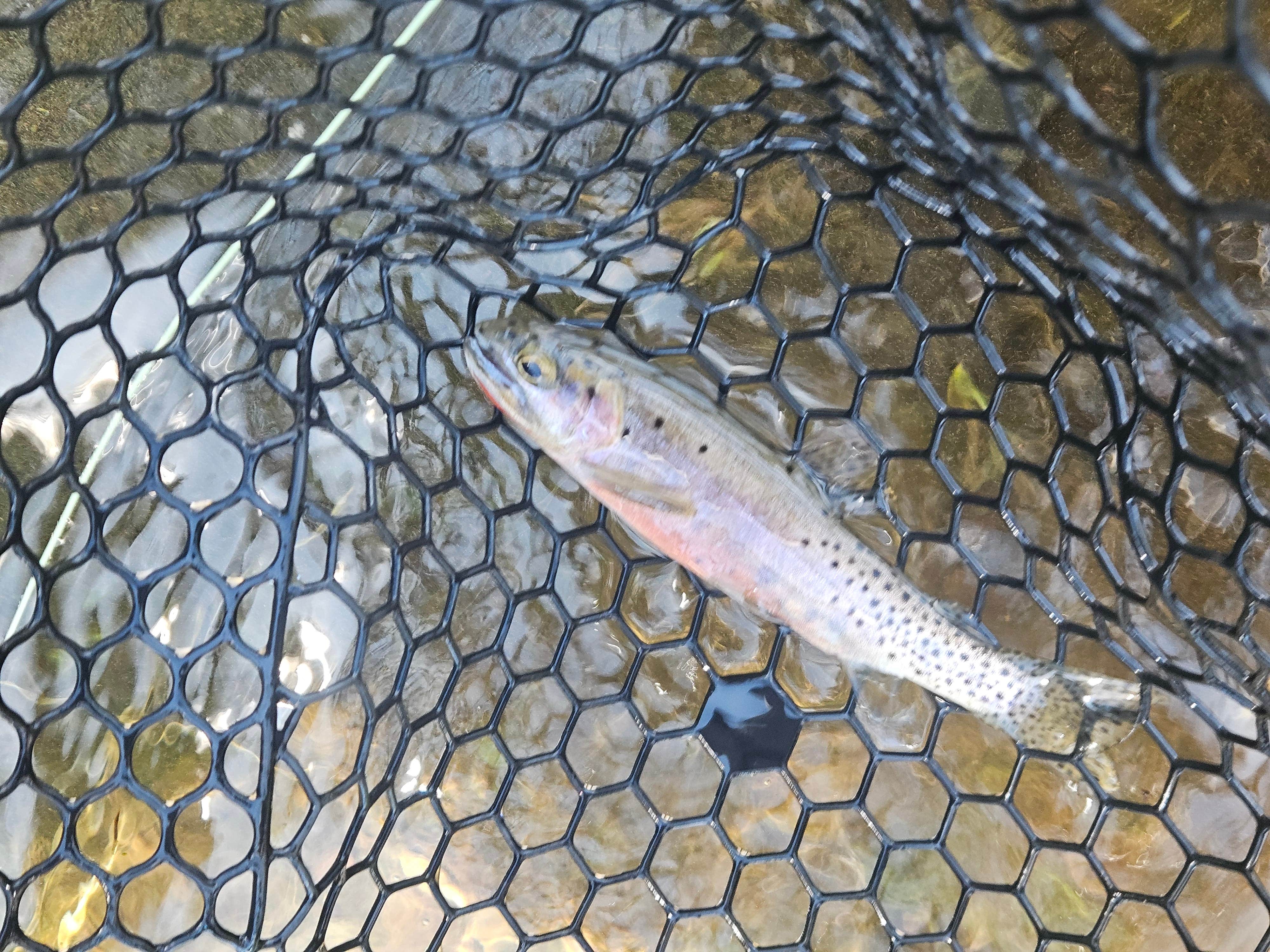 Camper-submitted photo at Moose Lake near Stryker, MT