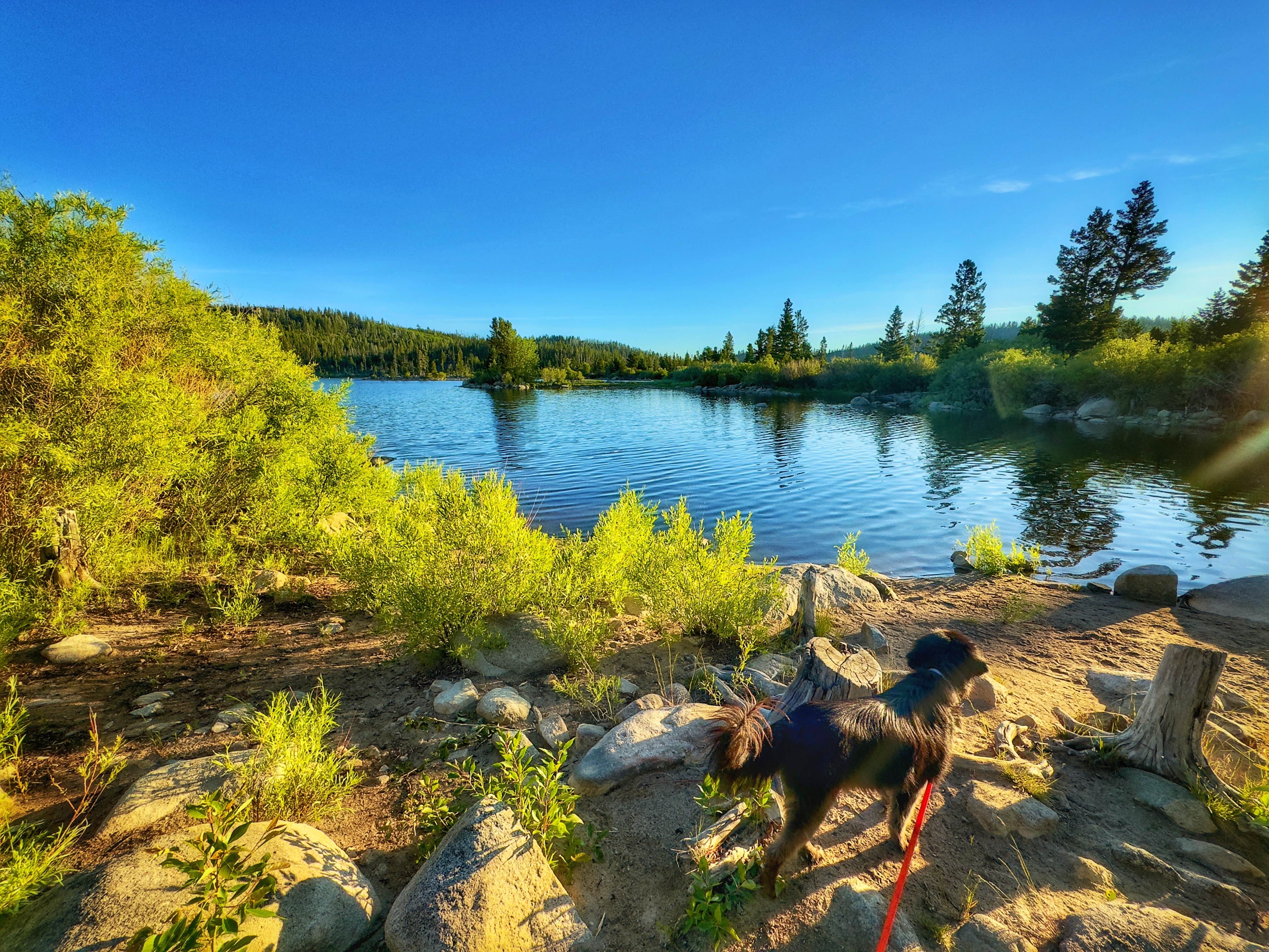 Sadie P.'s photo of camping with pets at Park Lake Campground near Wolf Creek, MT