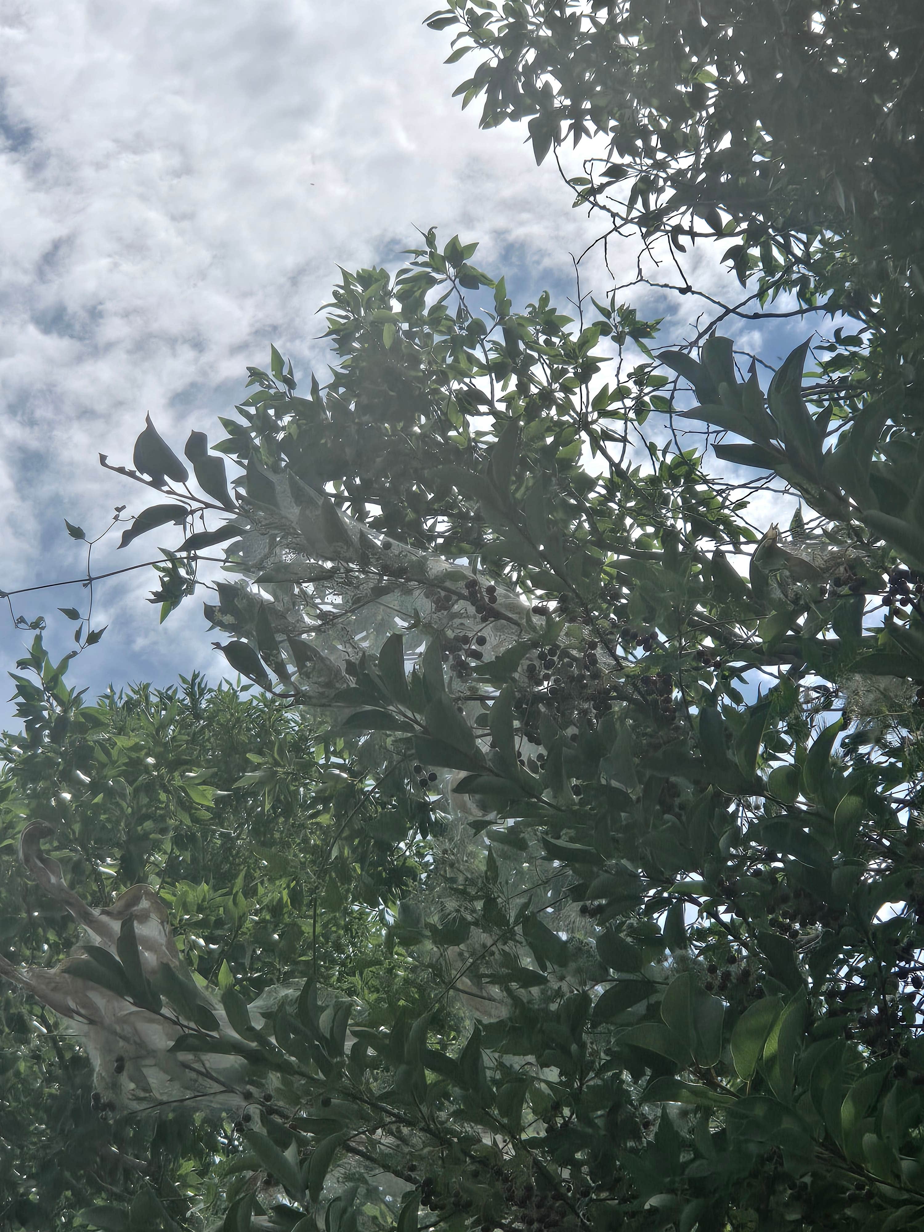 Camper-submitted photo at Pelican Fishing Access Site near Greycliff, MT