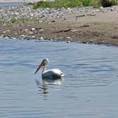 Review photo of Pelican Fishing Access Site by Steve M., July 29, 2025