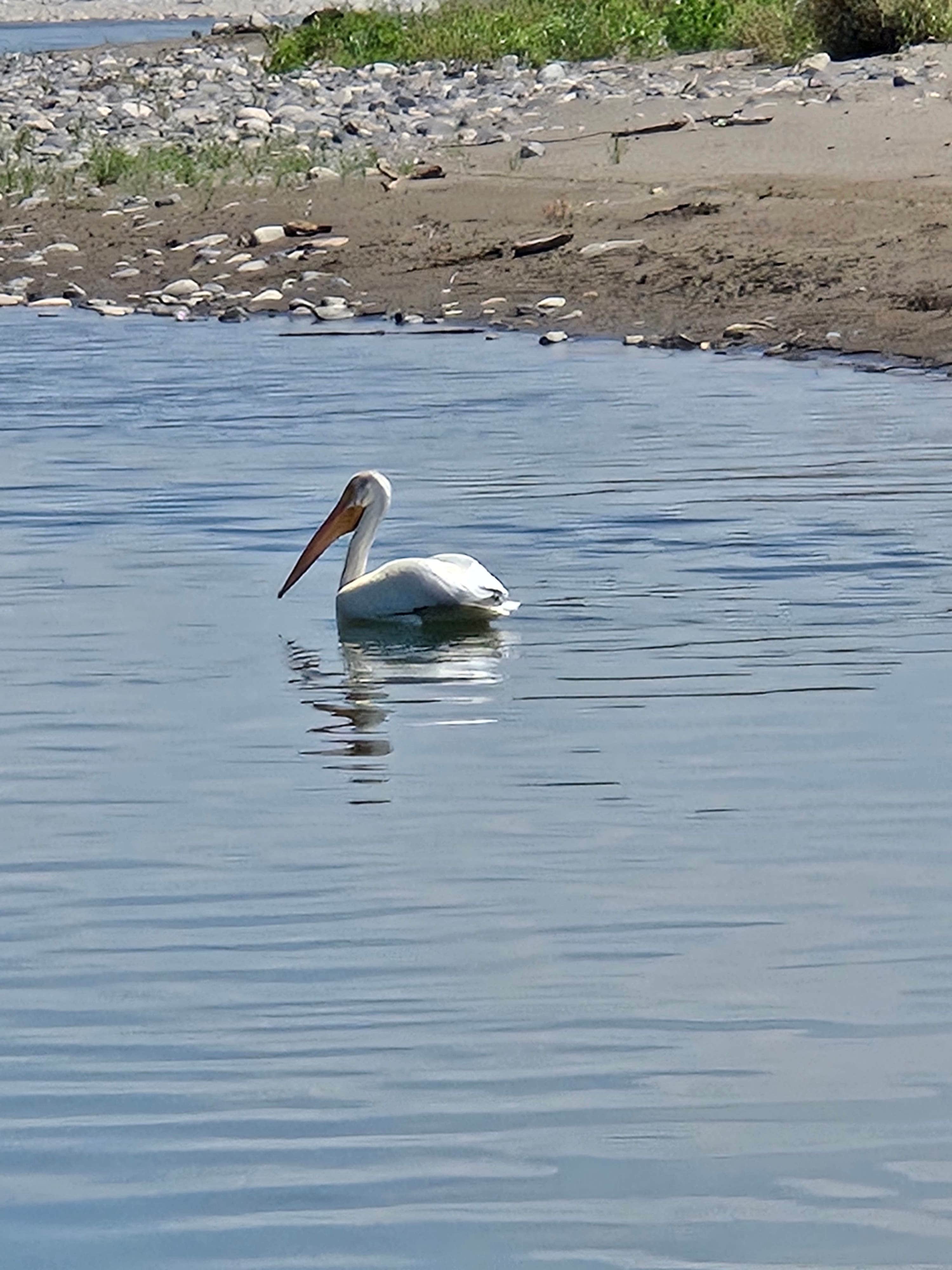 Camper submitted image from Pelican Fishing Access Site - 4