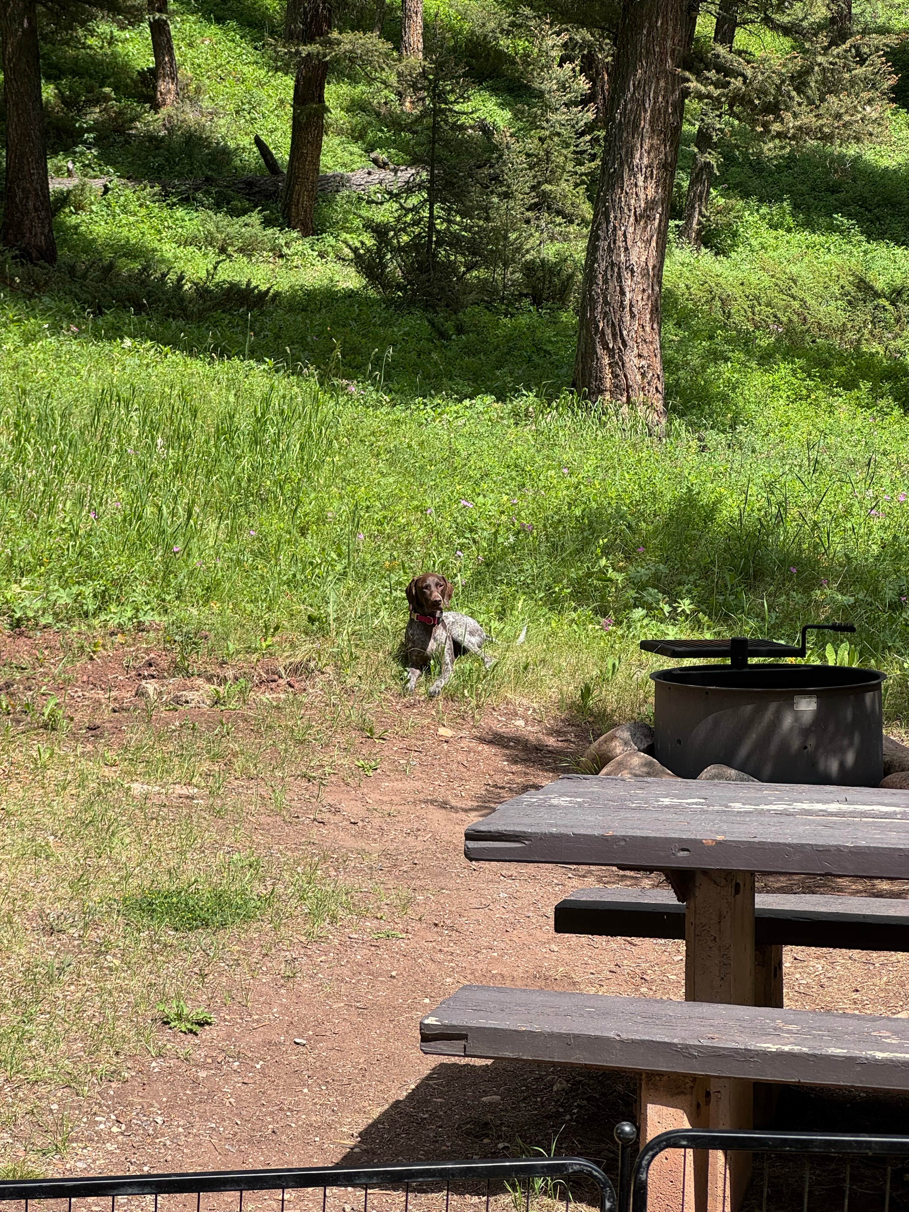 Soren B.'s photo of camping with pets at Red Cliff Campground near Big Sky, MT
