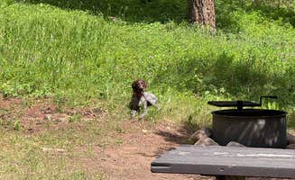 Soren B.'s photo of camping with pets at Red Cliff Campground near Ennis, MT