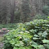 Review photo of Rising Sun Campground — Glacier National Park NO first come first served by Claudillea , August 22, 2026