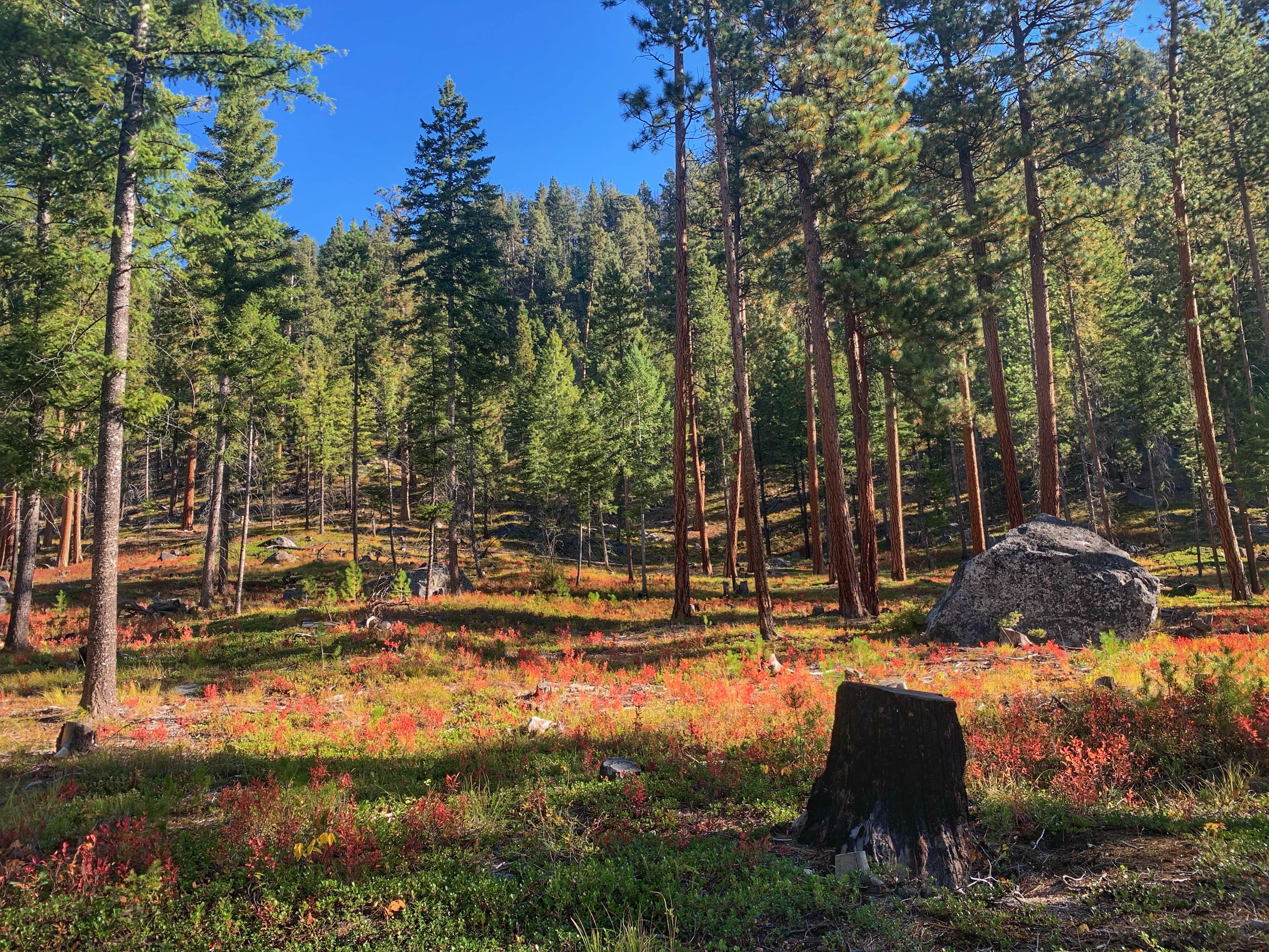 Camper-submitted photo at Sam Billings Memorial Campground near Conner, MT