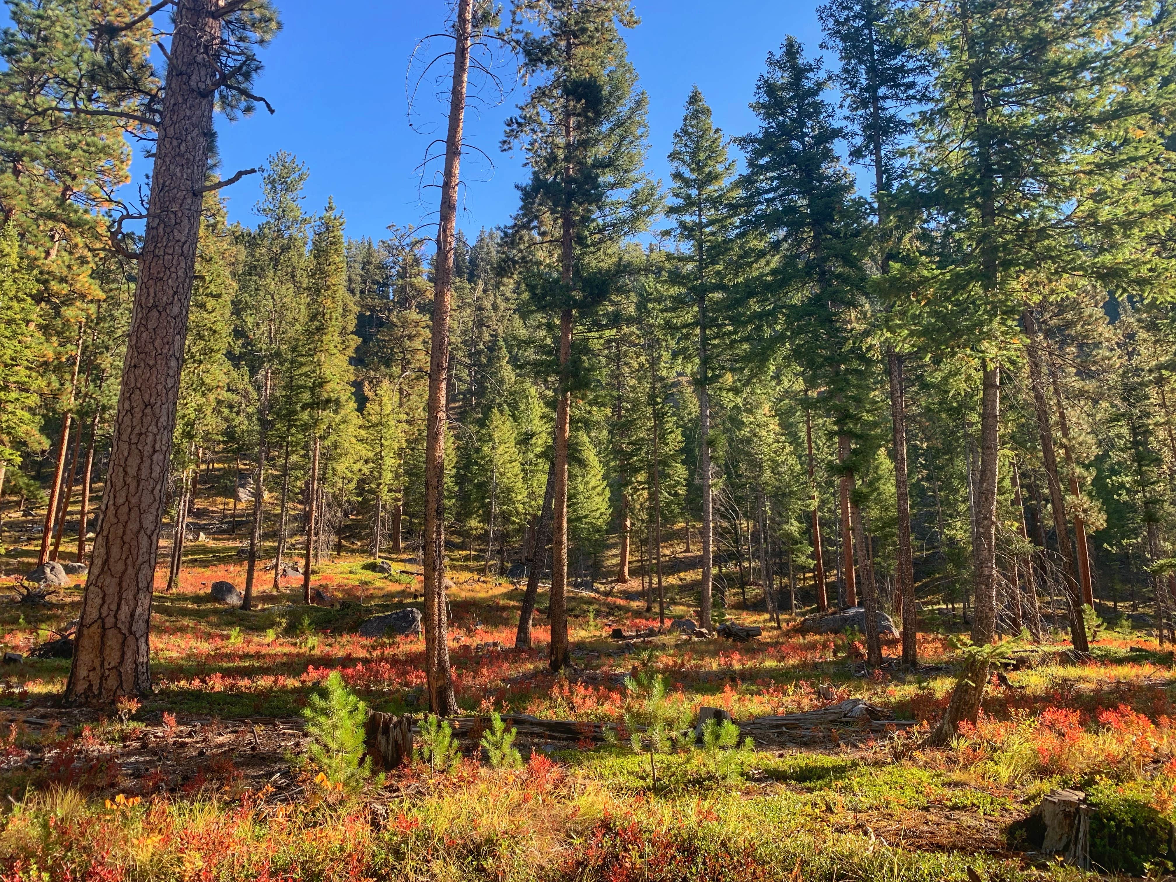 Camper-submitted photo at Sam Billings Memorial Campground near Conner, MT