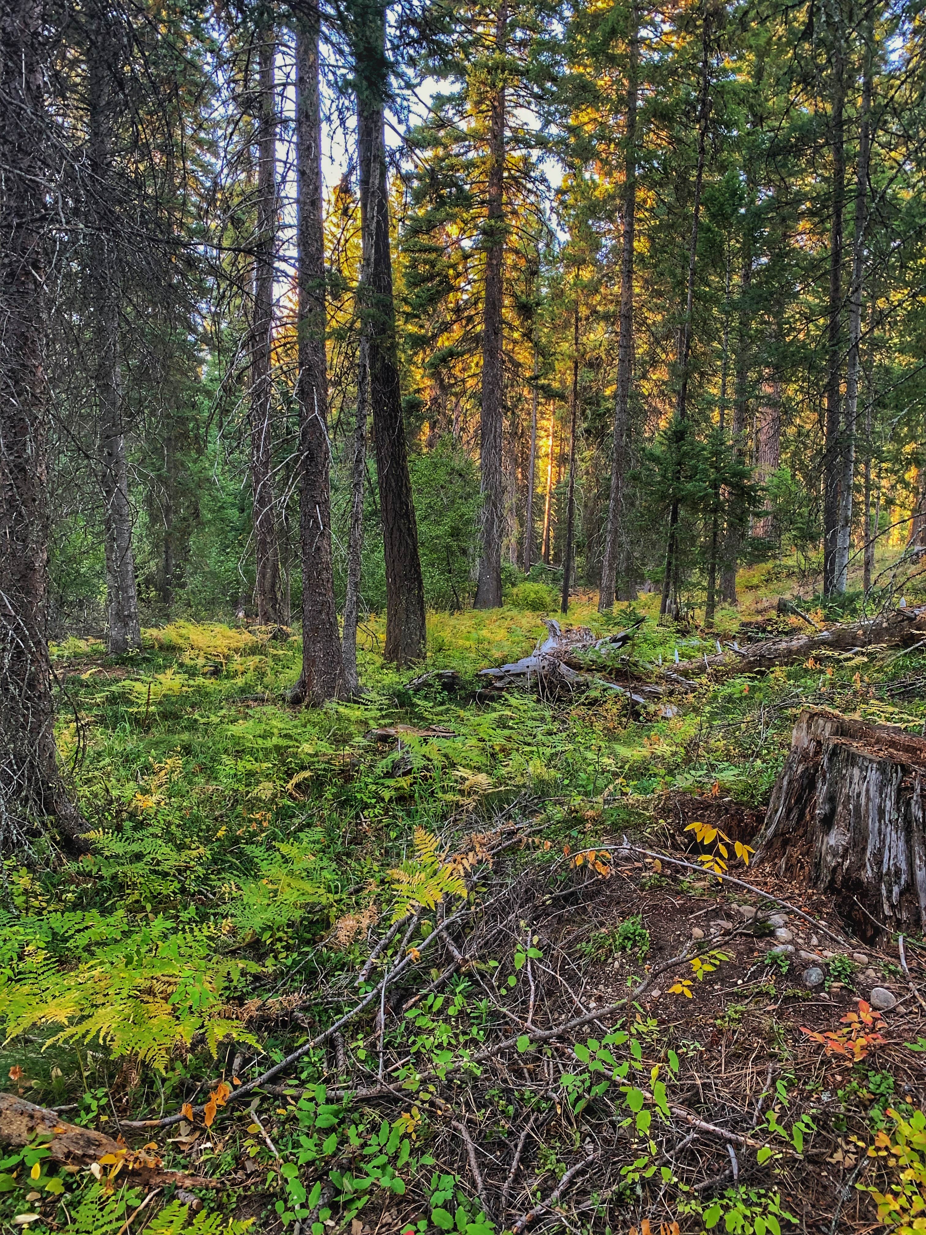 Camper-submitted photo at Sam Billings Memorial Campground near Conner, MT