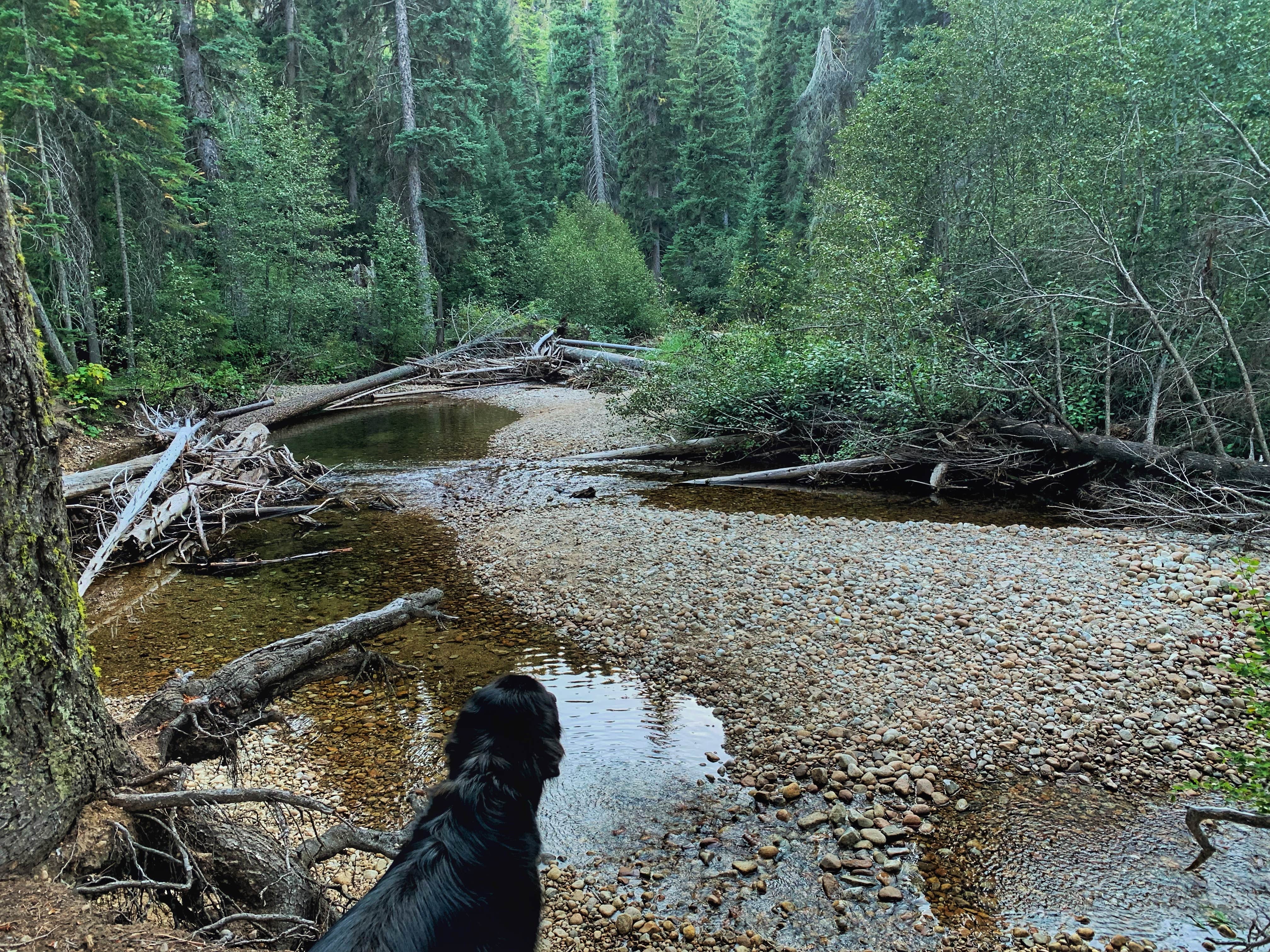 Sadie P.'s photo of camping with pets at Sam Billings Memorial Campground near Bitterroot National Forest