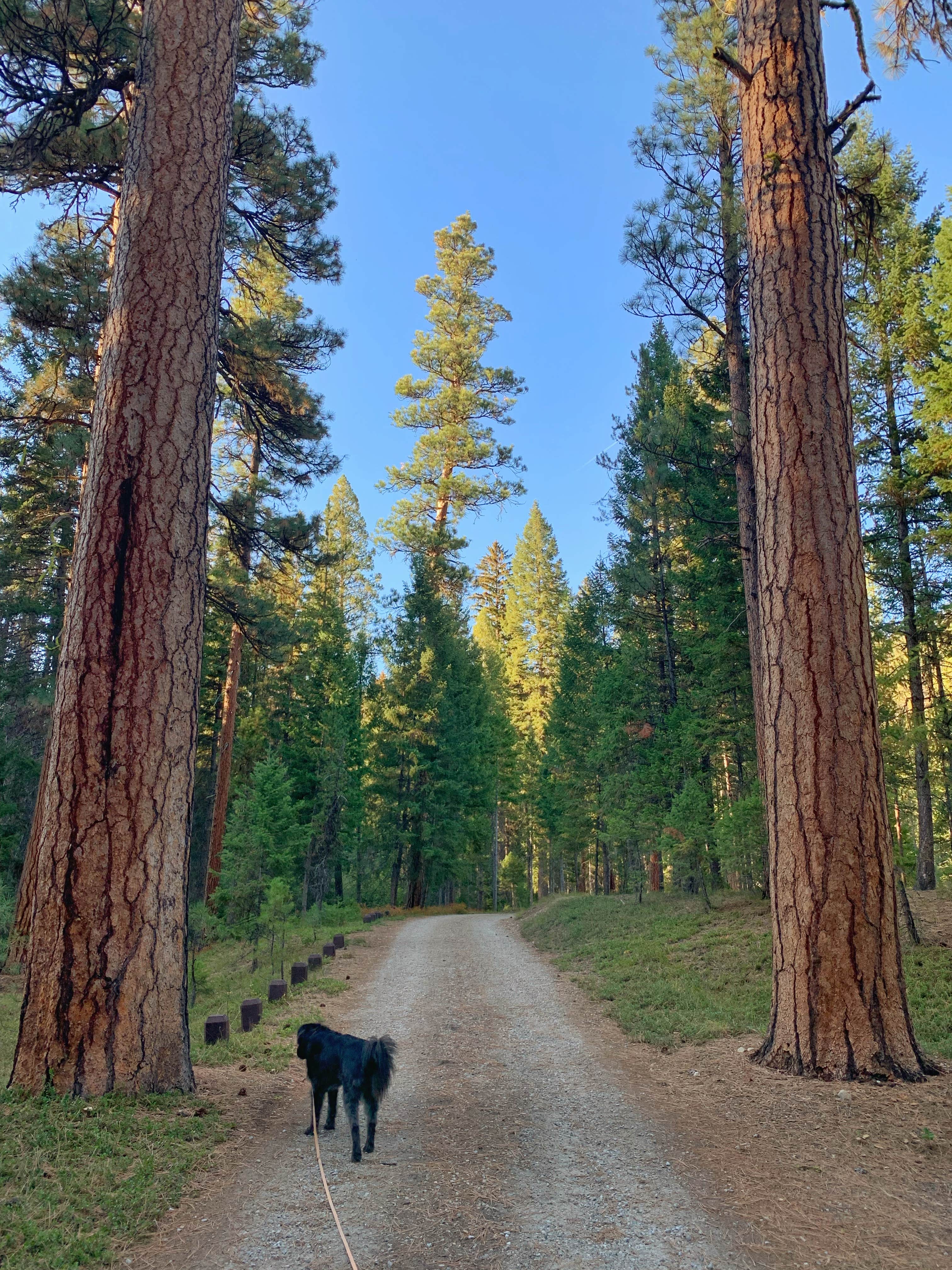 Sadie P.'s photo of camping with pets at Sam Billings Memorial Campground near Darby, MT