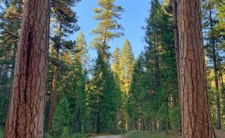 Sadie P.'s photo of camping with pets at Sam Billings Memorial Campground near Bitterroot National Forest