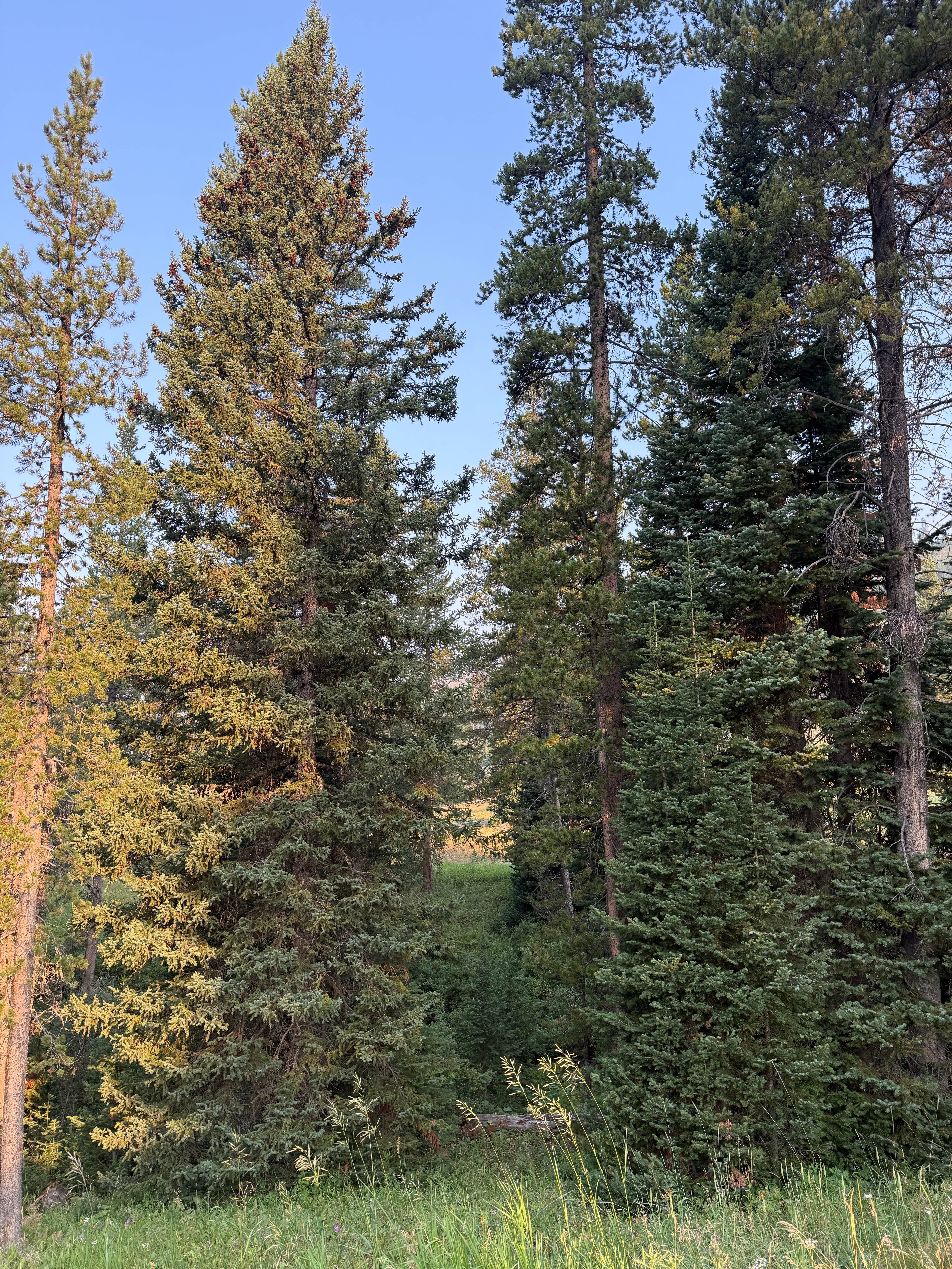 Camper-submitted photo at Soda Butte Campground near Silver Gate, MT