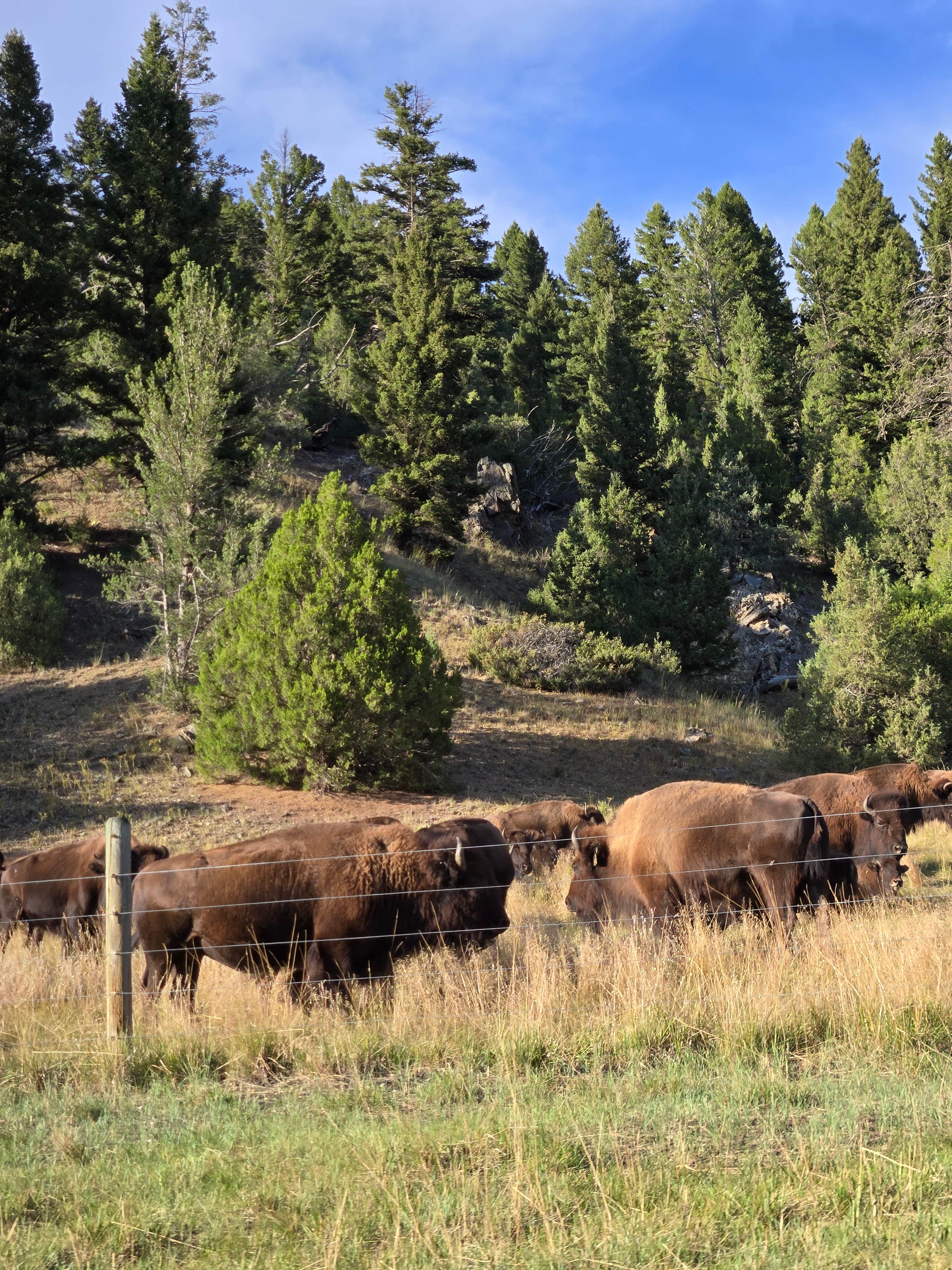 Camper-submitted photo at Spanish Creek Picnic Area near Sheridan, MT