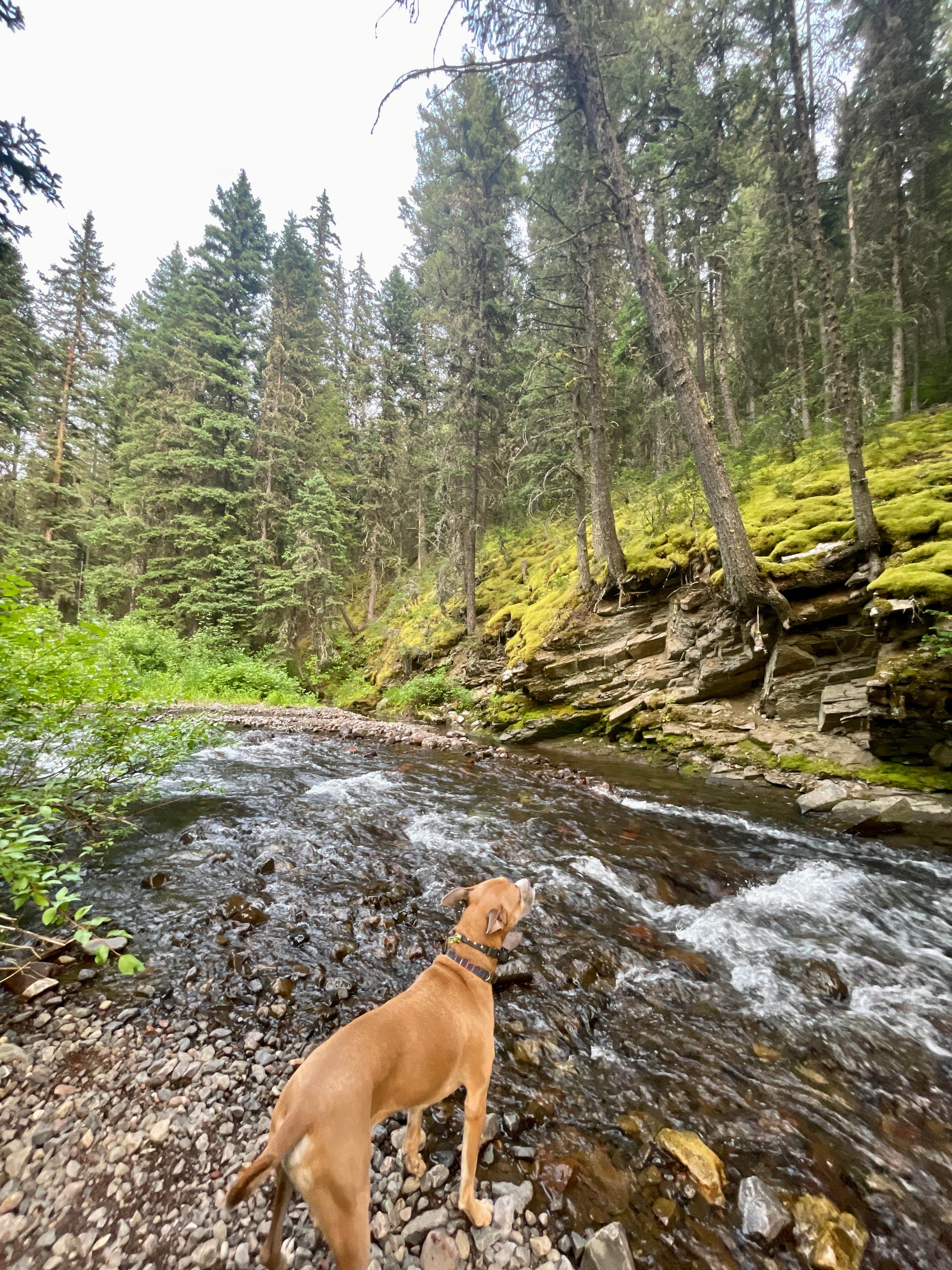Stephanie W.'s photo of camping with pets at Swan Creek Campground near Big Sky, MT