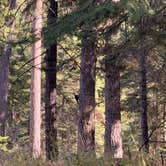 Review photo of Thompson Falls State Park Campground by Amy W., October 8, 2026