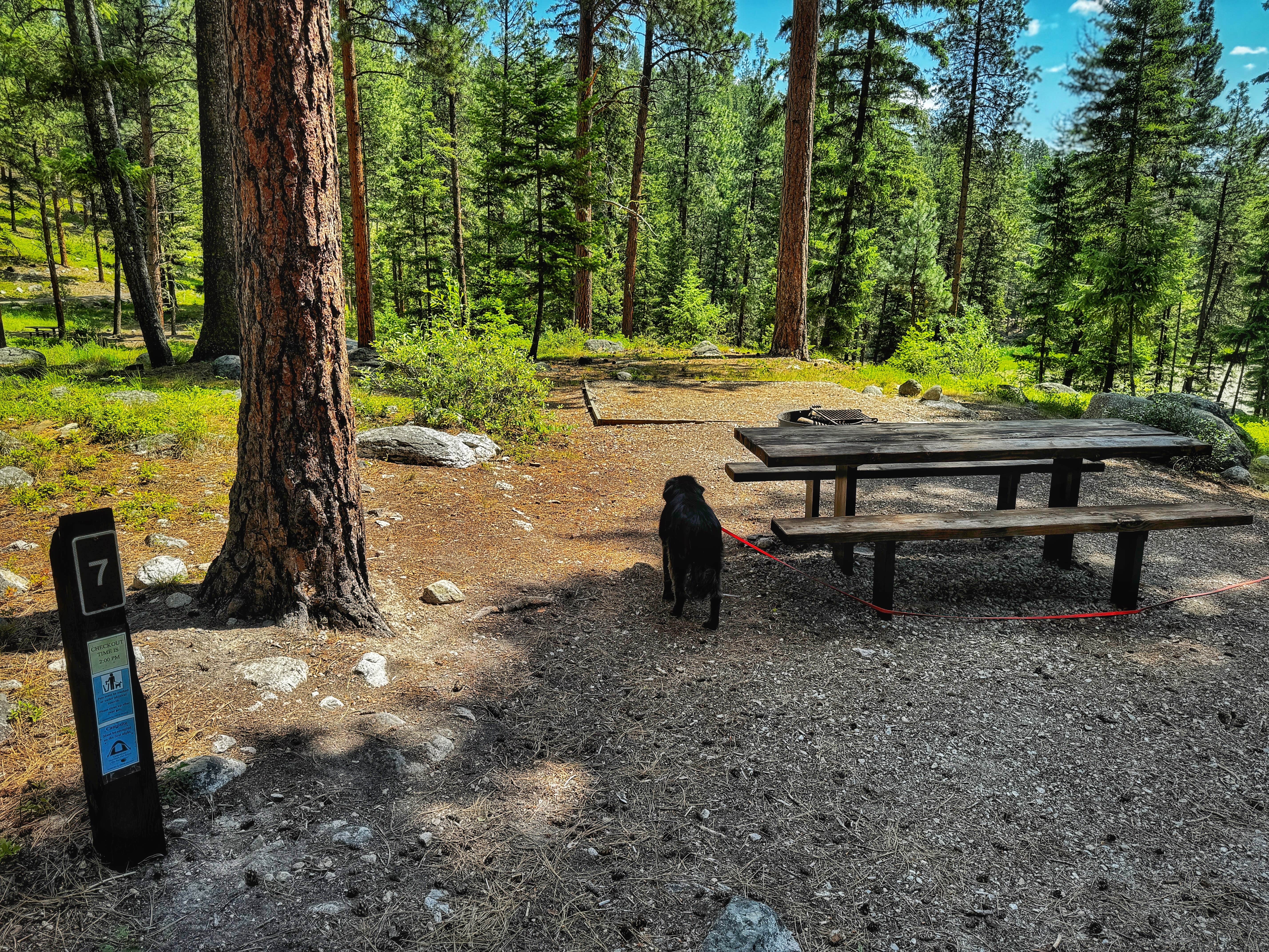 Sadie P.'s photo of camping with pets at Three Frogs Campground near Darby, MT