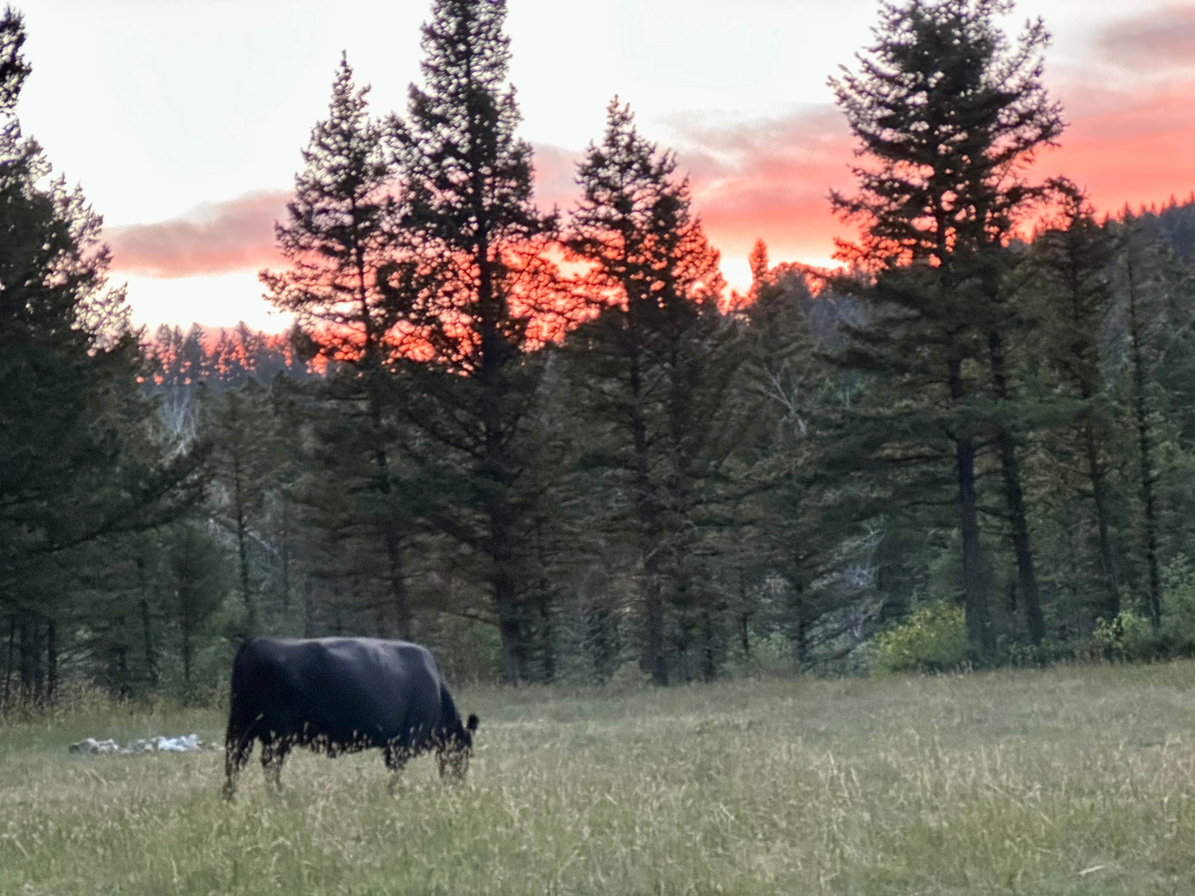 Camper-submitted photo at Timber Creek Dispersed Campground near Hobson, MT