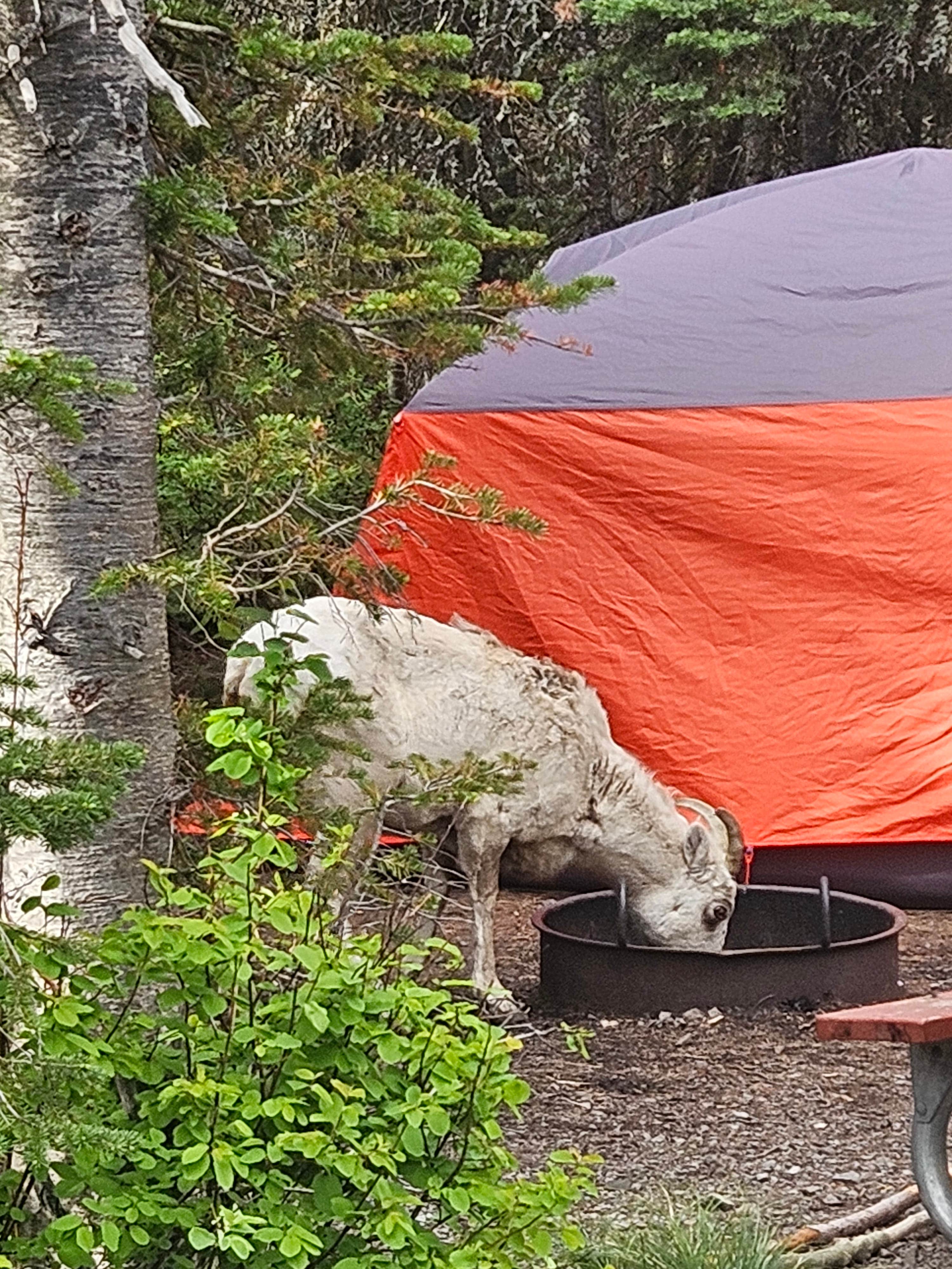 Todd J.'s photo at Two Medicine Campground — Glacier National Park near Browning, MT