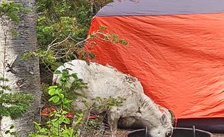 Todd J.'s photo at Two Medicine Campground — Glacier National Park near Browning, MT