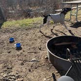 Review photo of Water Birch by Olivia W., March 22, 2026