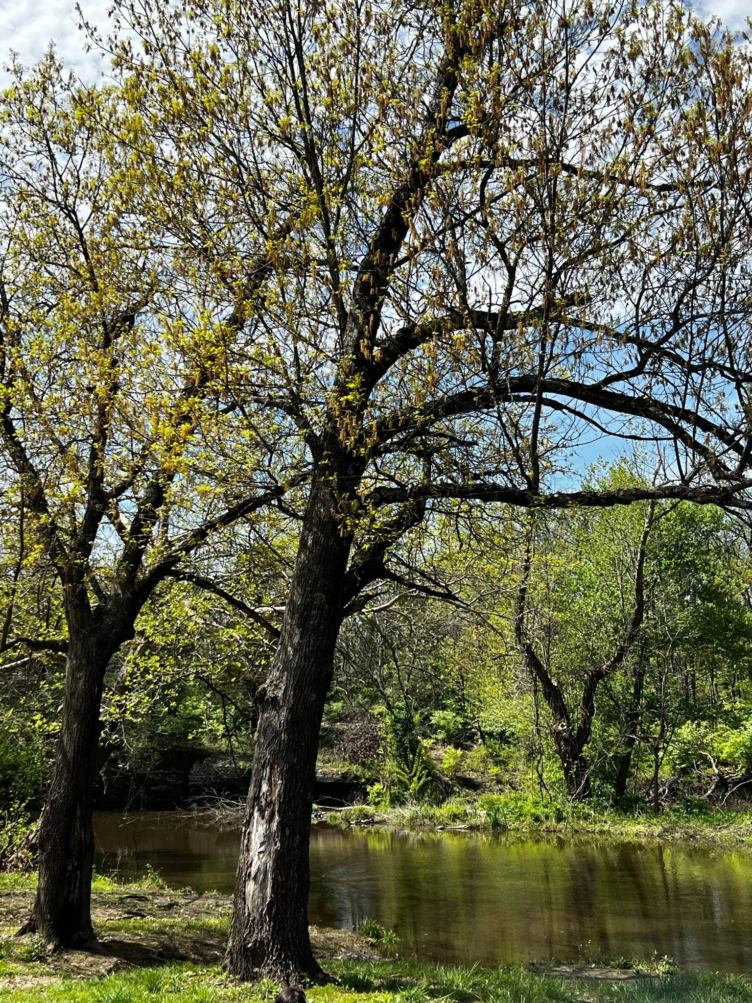 Camper-submitted photo at Montgomery State Fishing Lake Dispersed near Coffeyville, KS