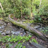 Review photo of Montreat Family Campground by John H., July 3, 2024