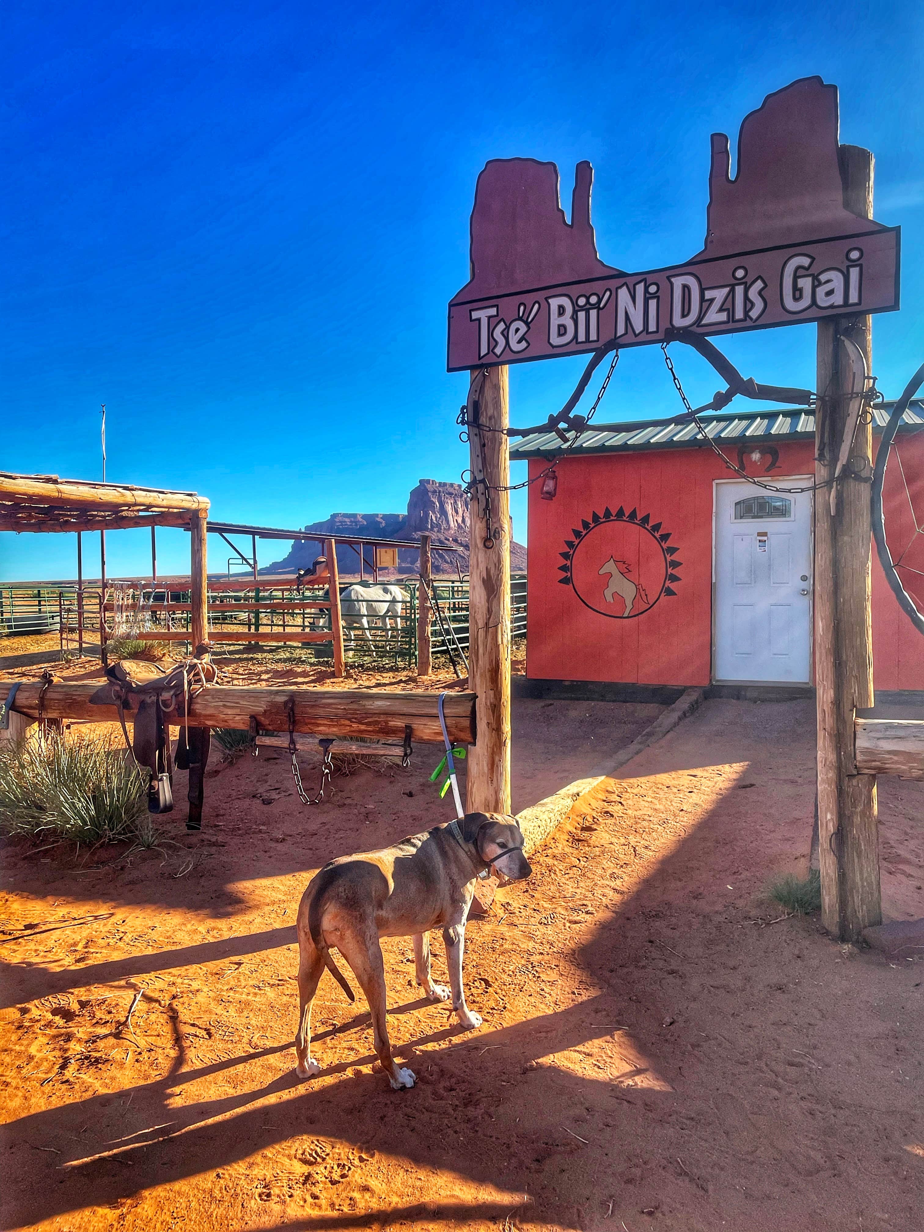 Sara S.'s photo of camping with pets at Monument Valley KOA near Monument Valley, AZ