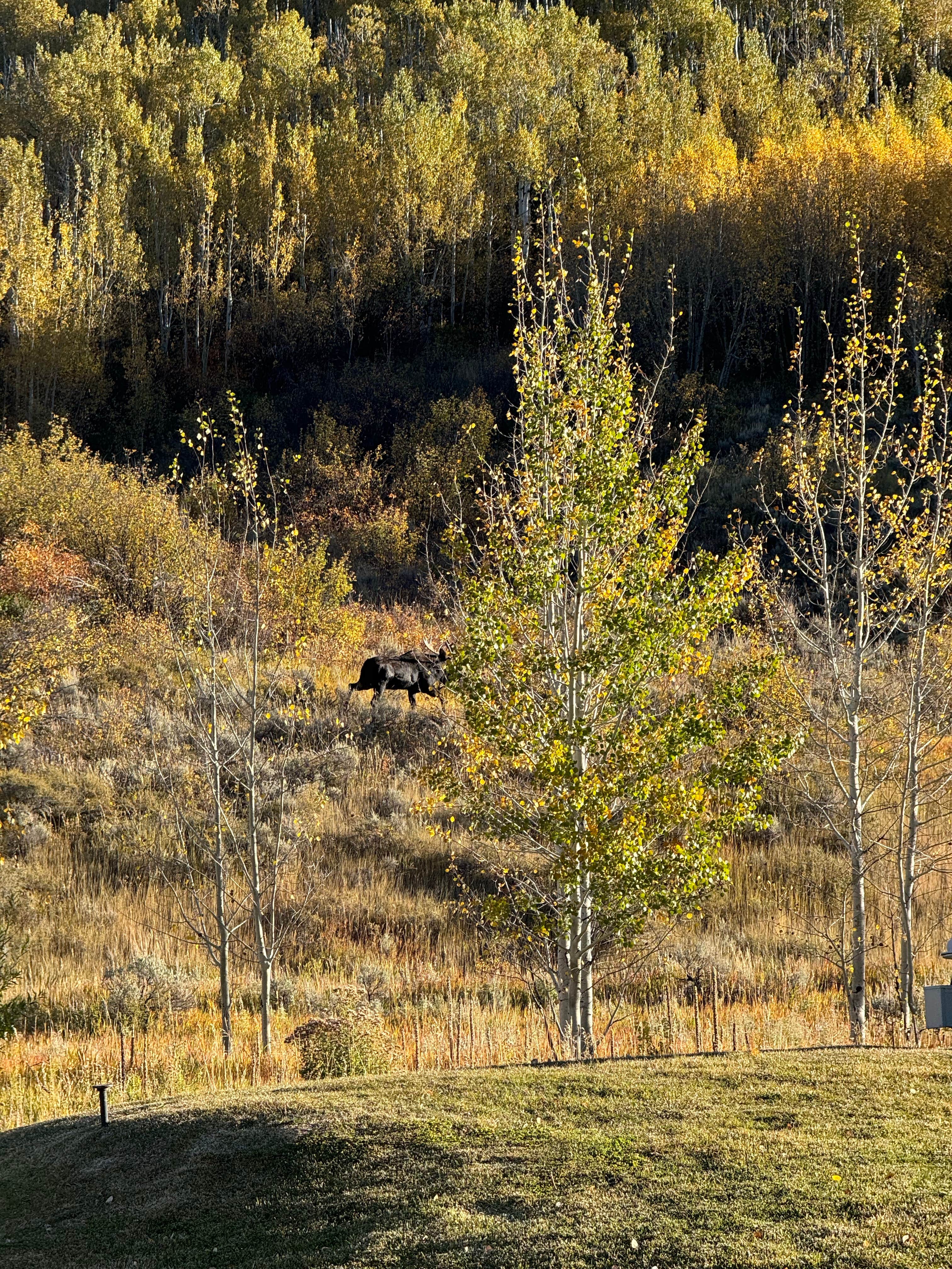 Camper submitted image from Moose Creek Ranch - 3