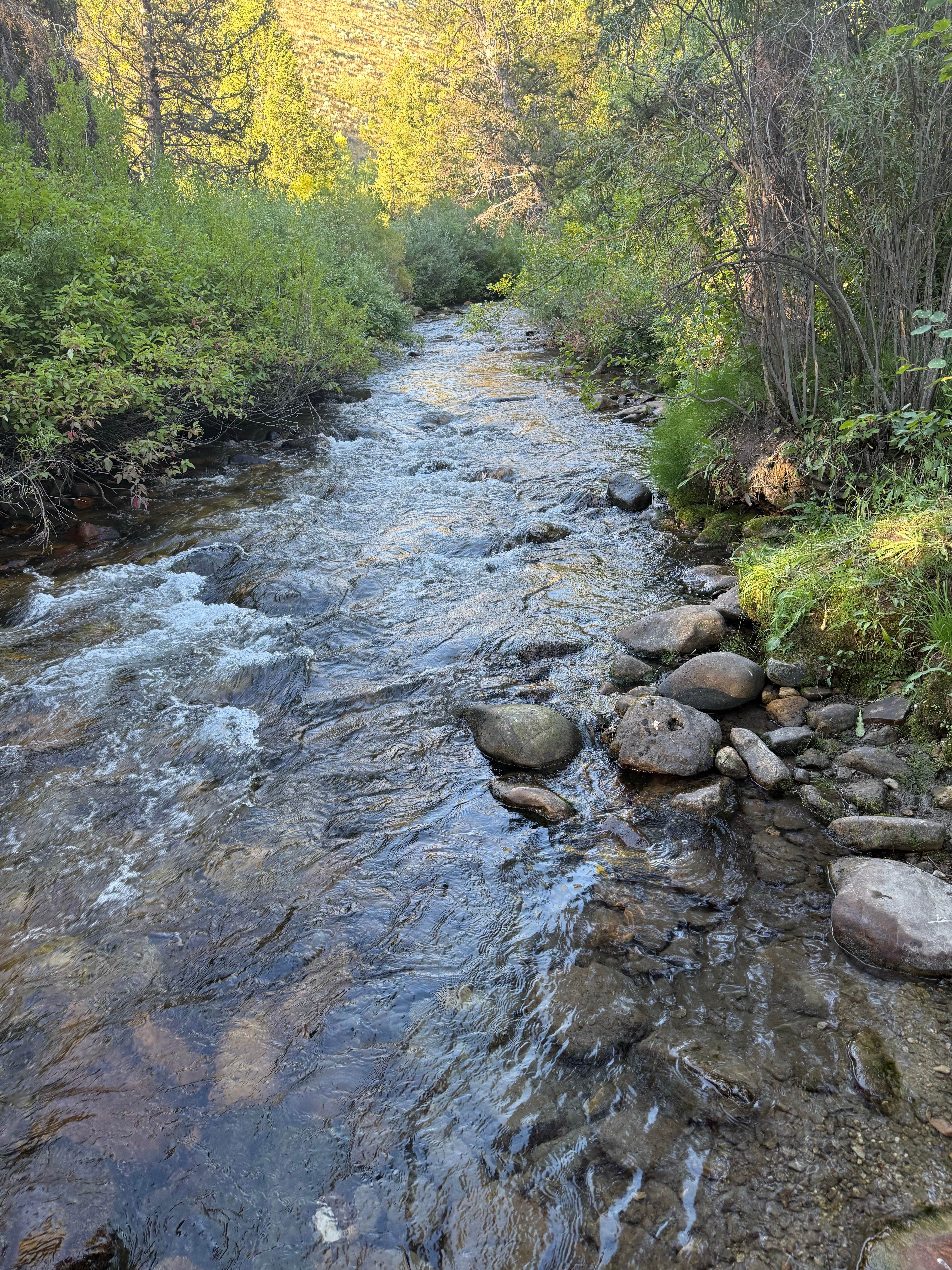 Camper submitted image from Moose Creek Trailhead Dispersed Area - 5
