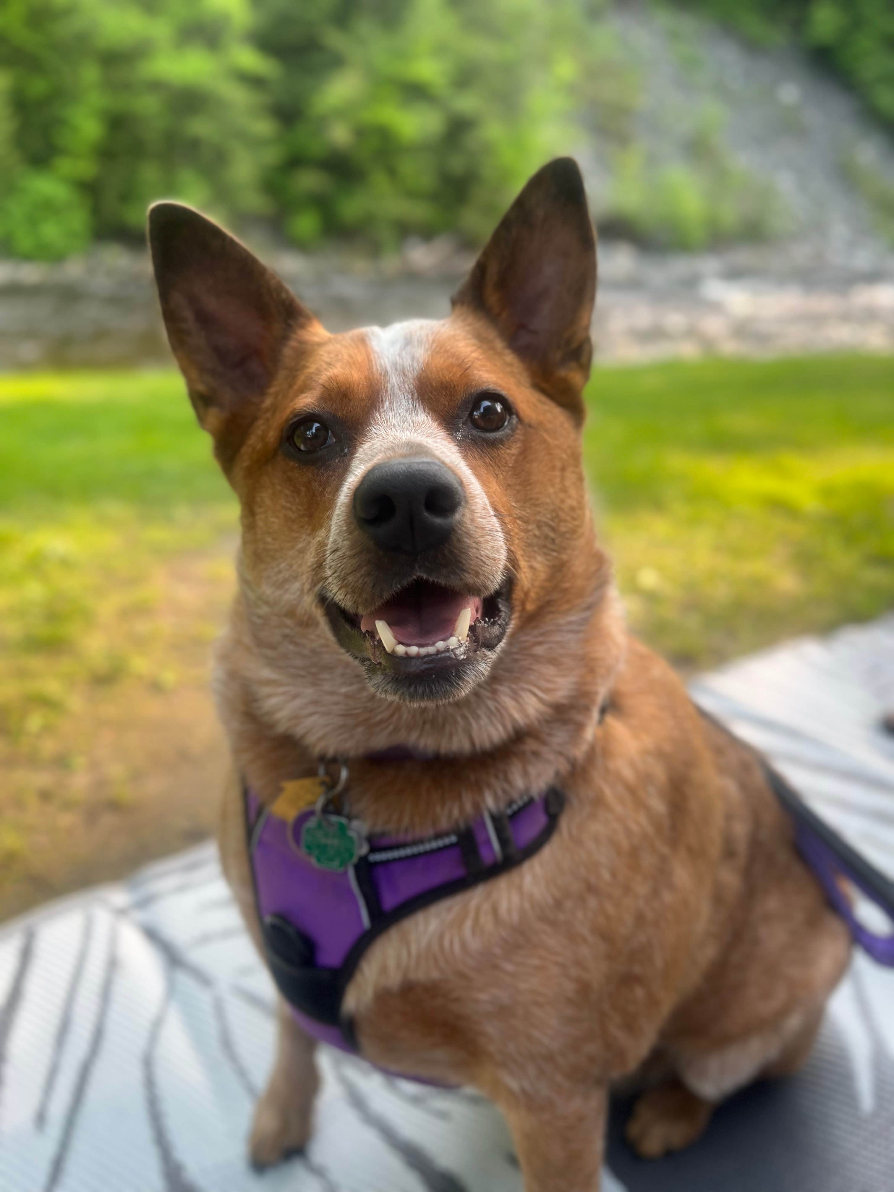 Wyndie G.'s photo of camping with pets at Moose River Campground near Calais, VT