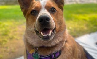Wyndie G.'s photo of camping with pets at Moose River Campground near St. Johnsbury, VT
