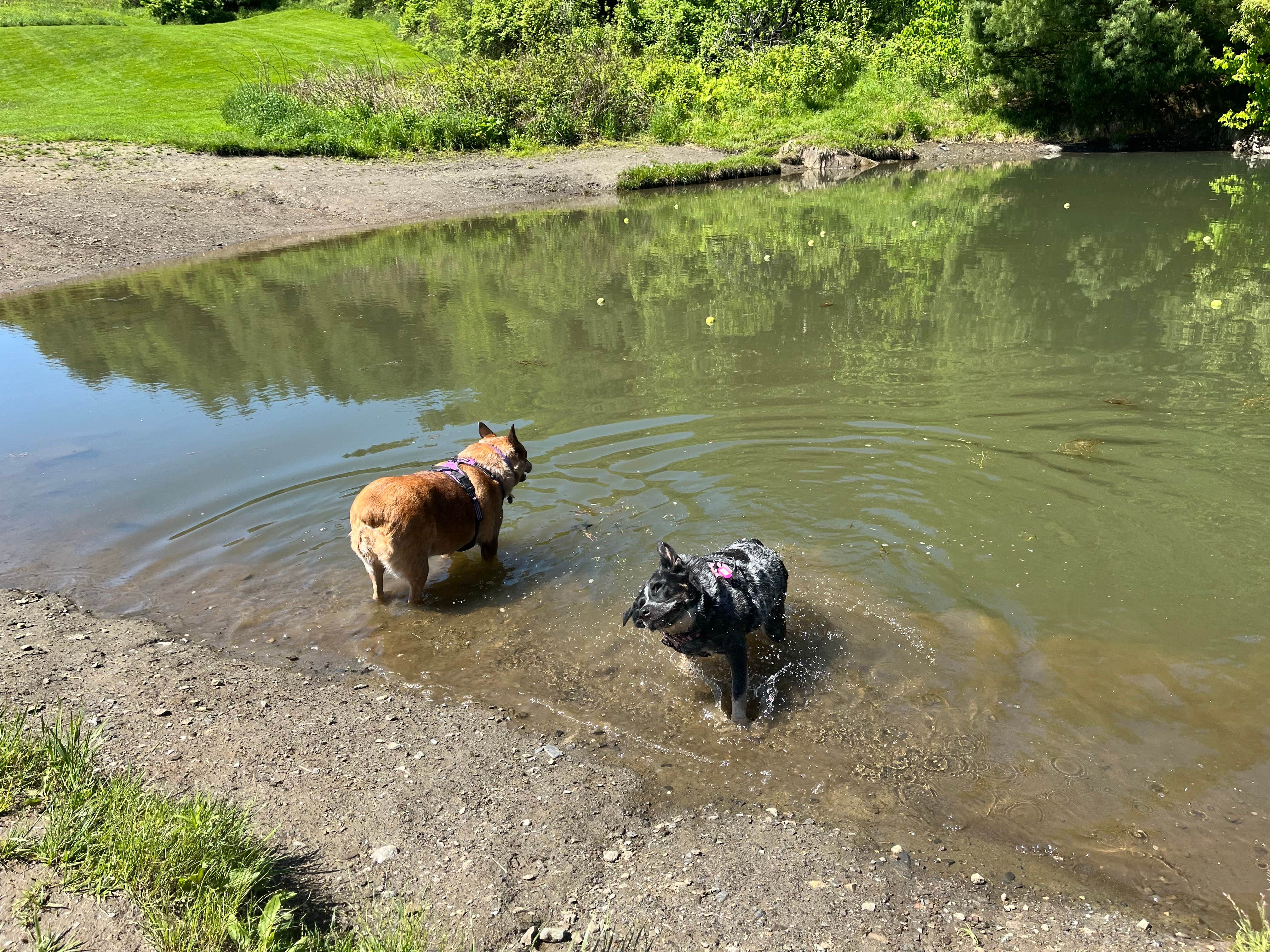 Wyndie G.'s photo of camping with pets at Moose River Campground near Craftsbury Common, VT