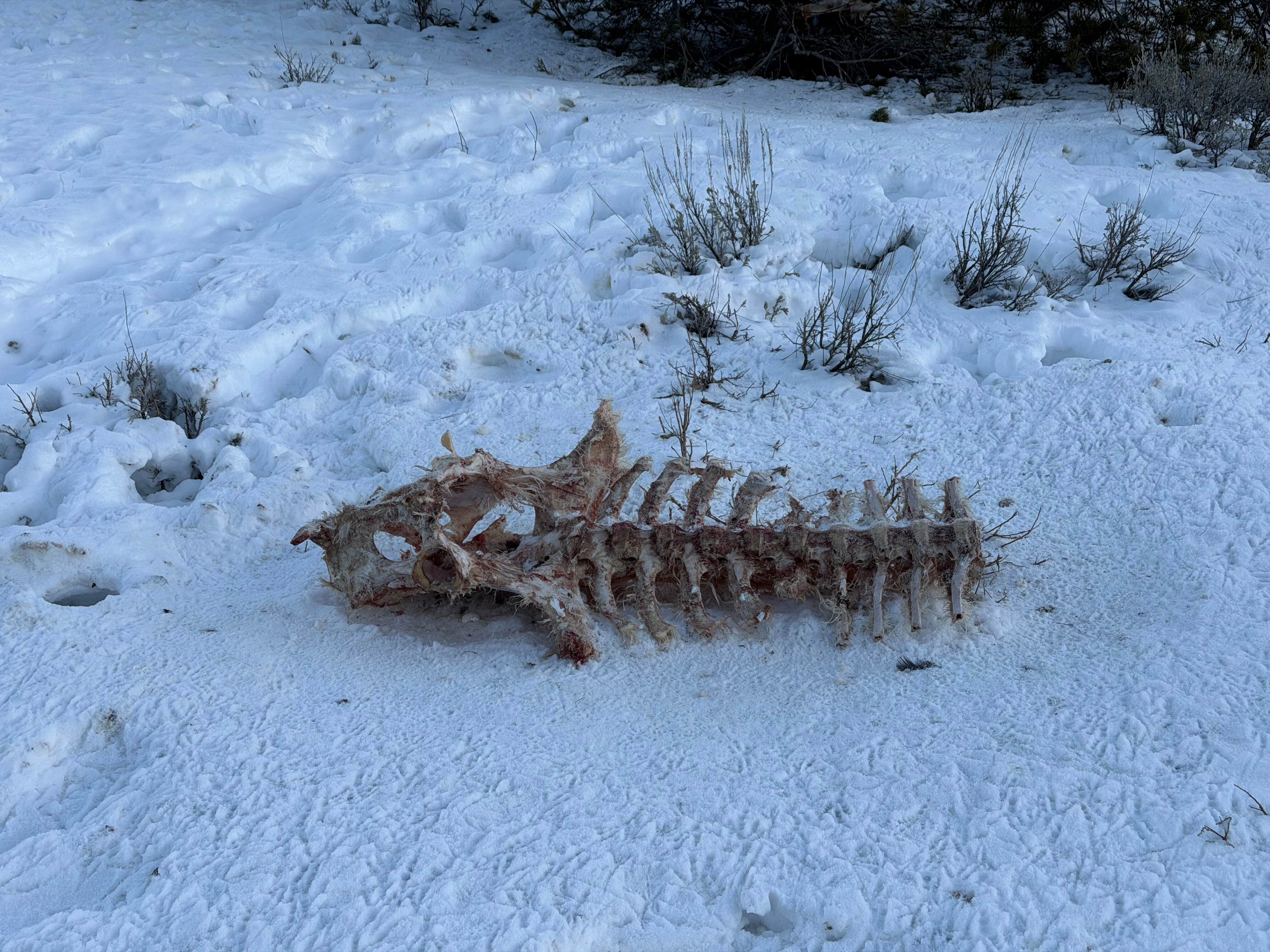 Camper-submitted photo at Moran Vista on Forest Road 30290 near Moran, WY