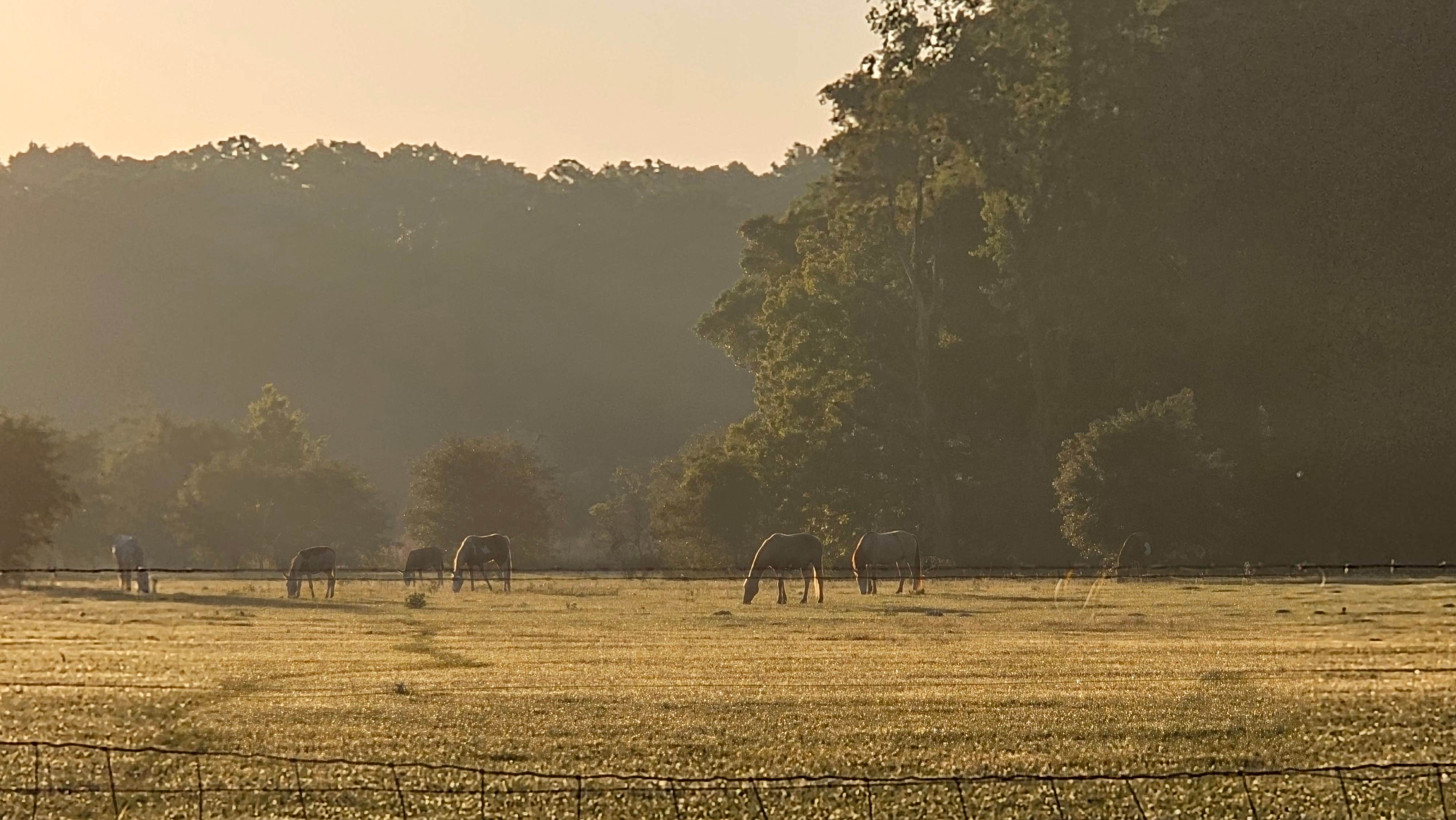 Cory P.'s photo of camping with a horse at More Than Welcome near Archer, FL