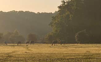 Cory P.'s photo of camping with a horse at More Than Welcome near Rocky Point, FL