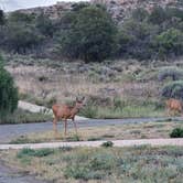Review photo of Morefield Campground — Mesa Verde National Park by Joy L., July 19, 2026