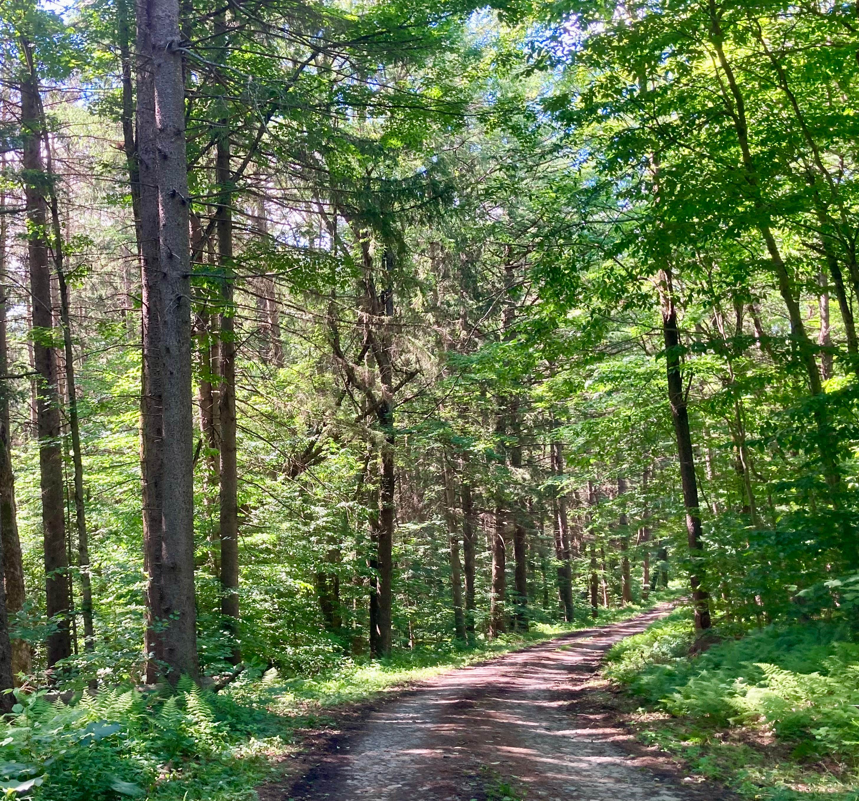 Camper submitted image from Morgan Hill Forest—Onondaga Trailhead campground - 3