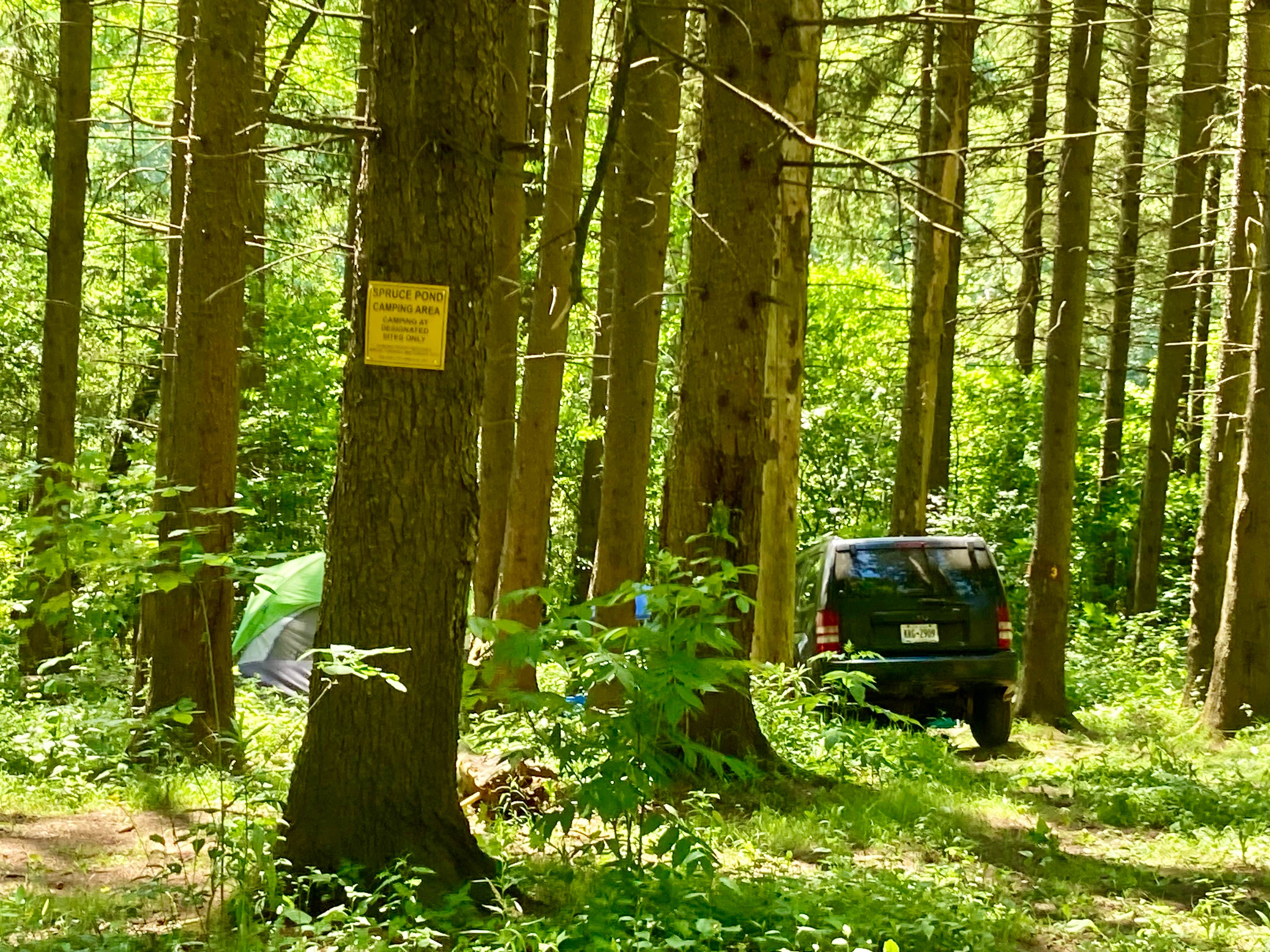 Camper submitted image from Spruce Pond Camping Area - Morgan Hill State Forest - 4